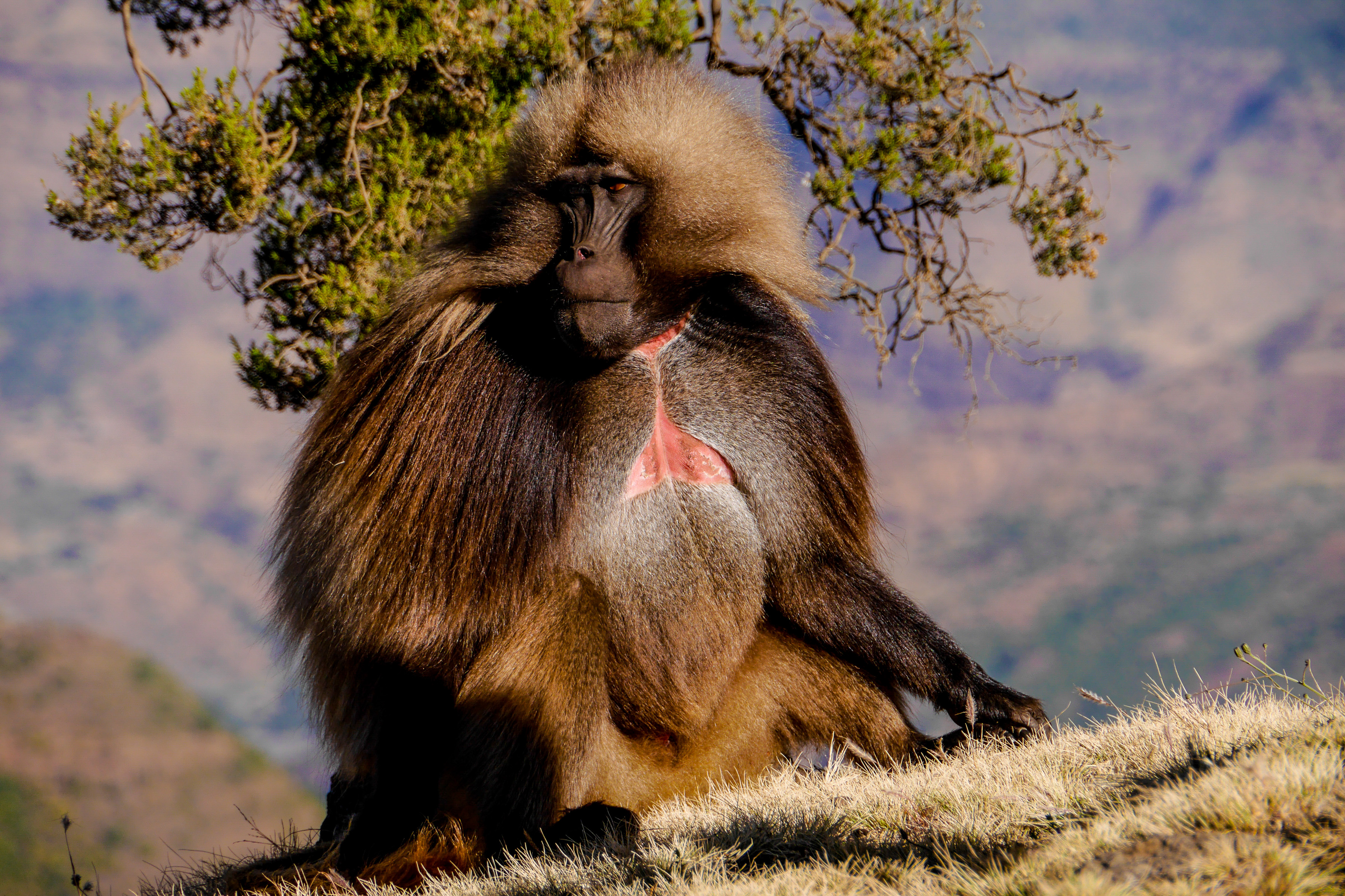 Dschellada - Simien Mountain