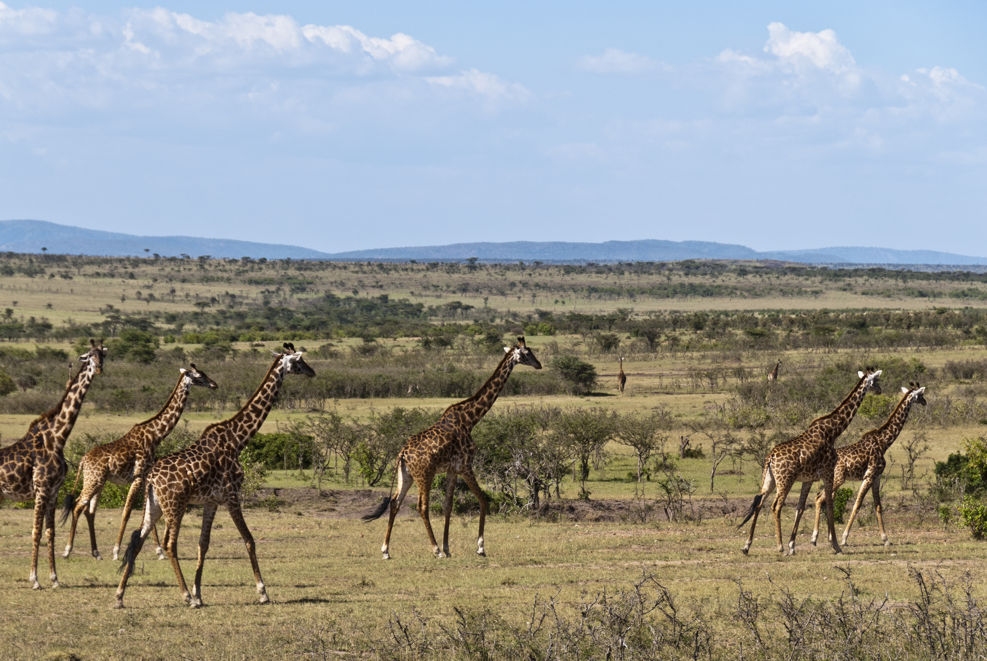 auf Safari Giraffen in Sicht