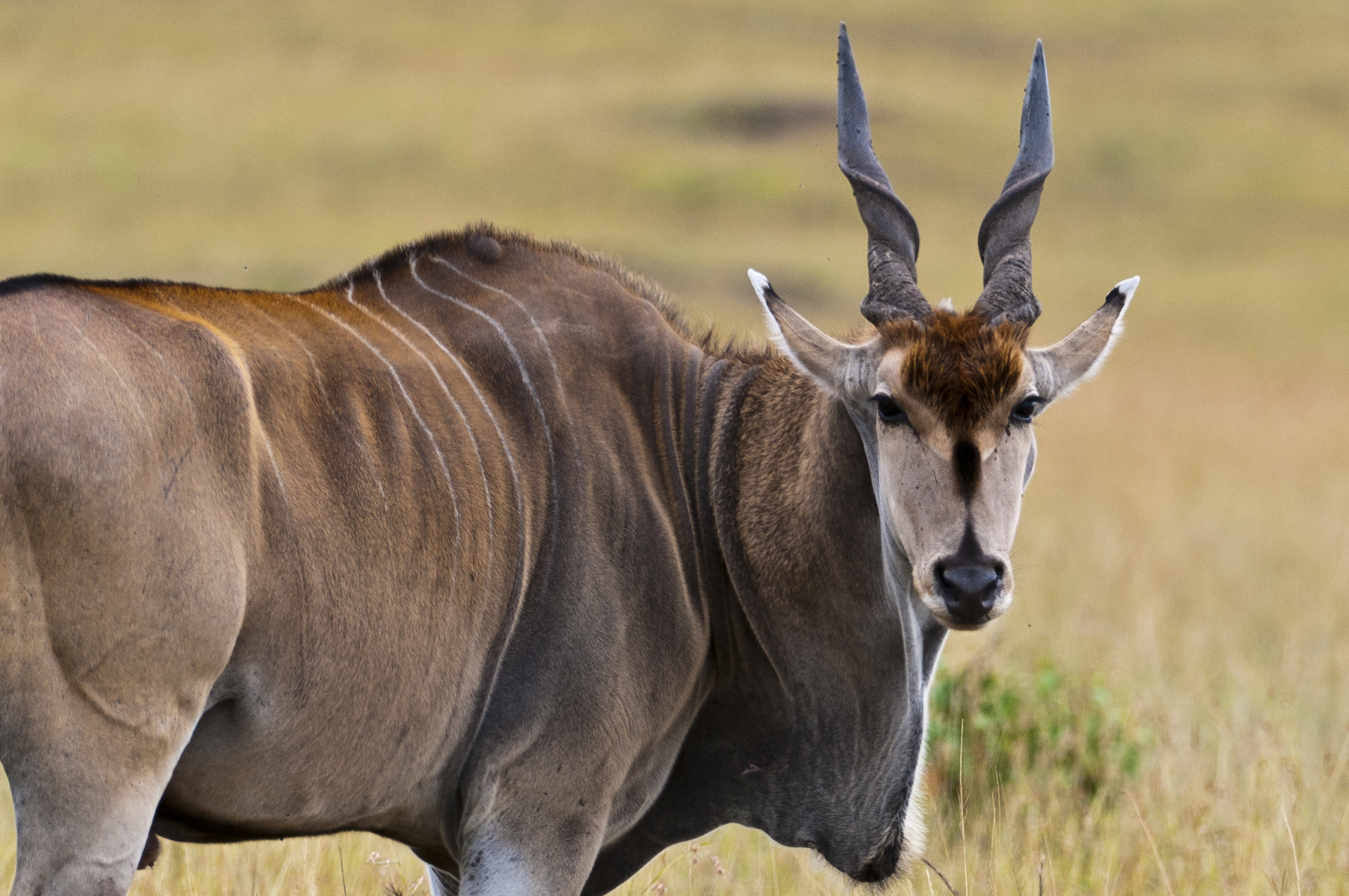 Elan Antilope