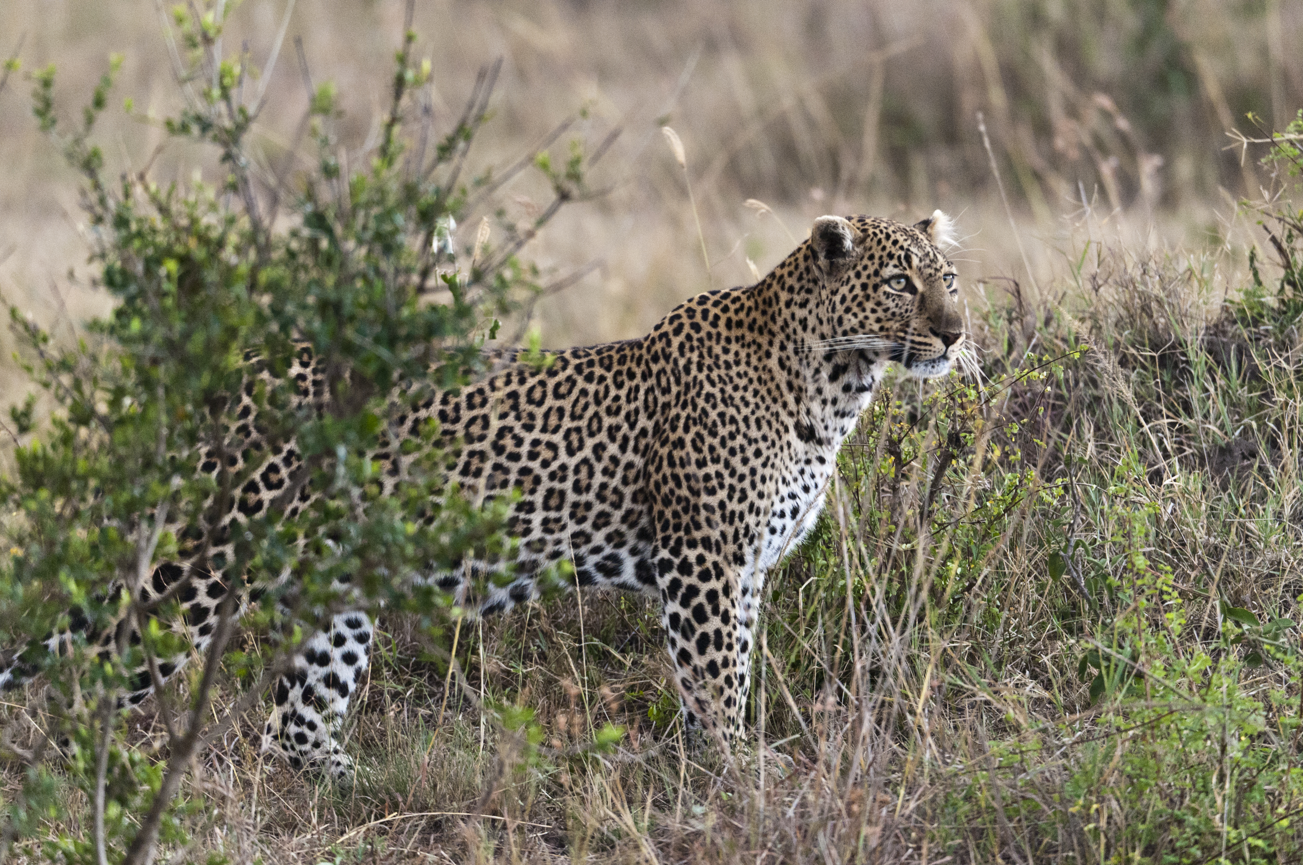 Leopard