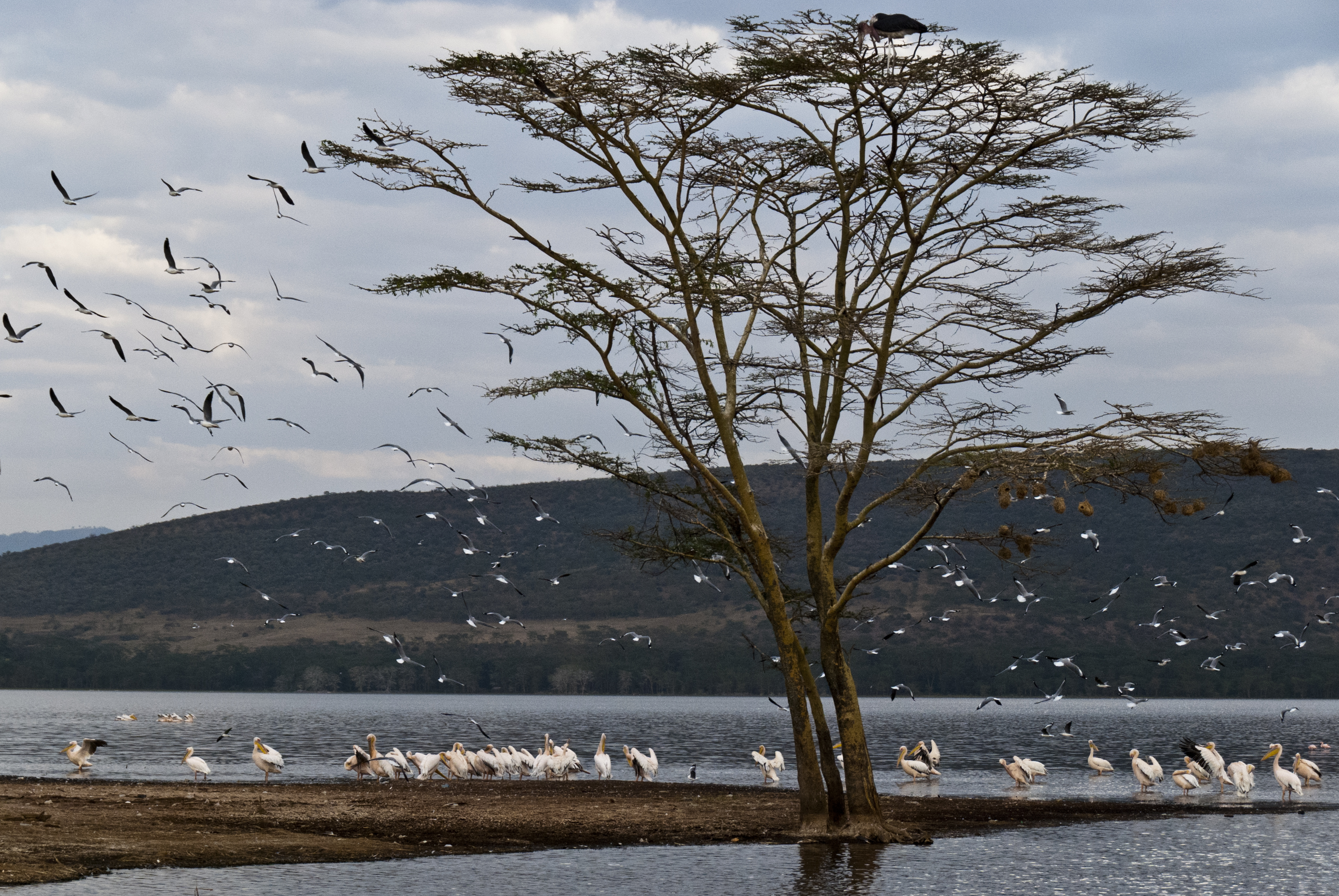 Am Lake Nakuru