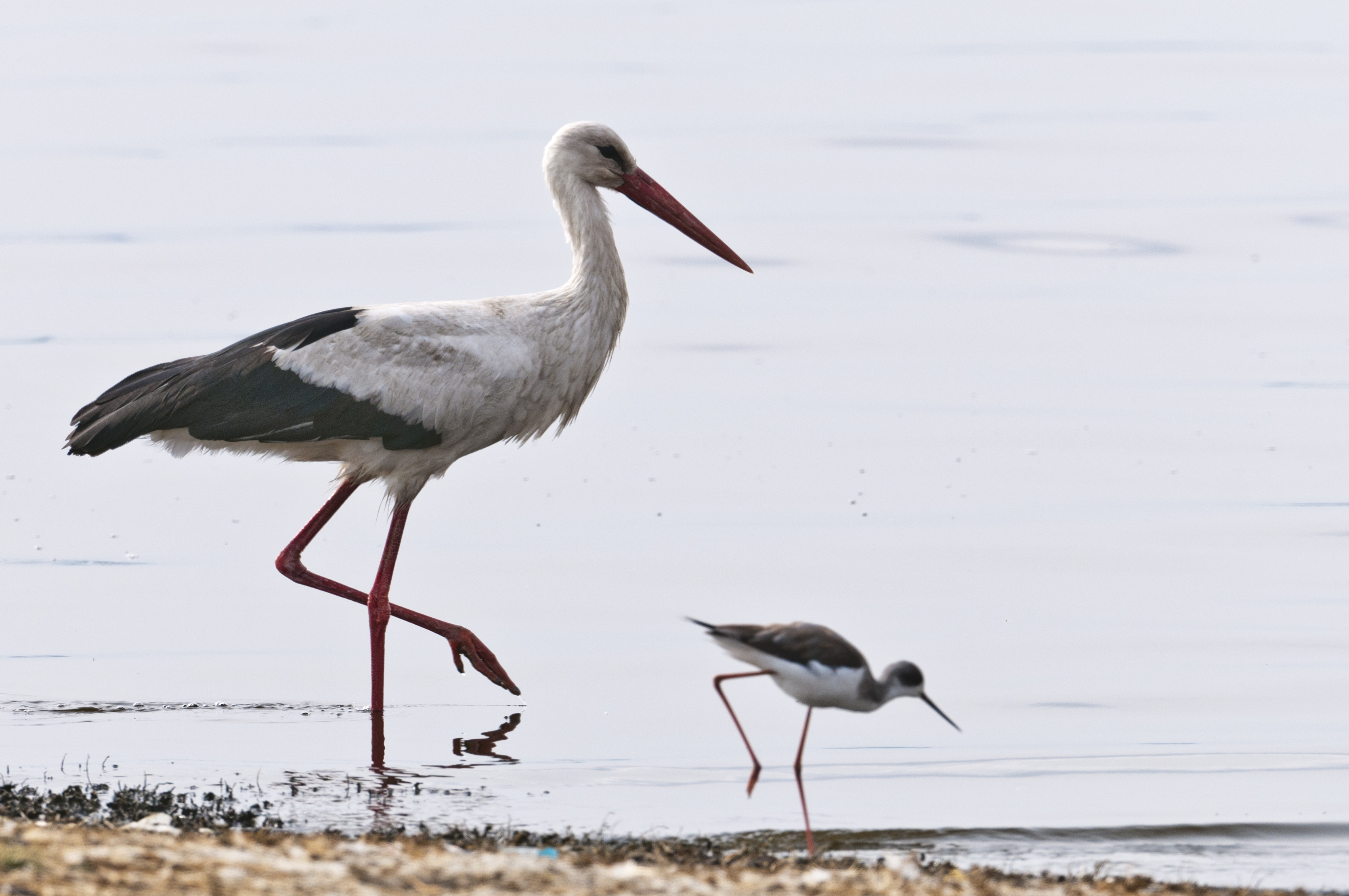 Weissstorch und Stelzenläufer