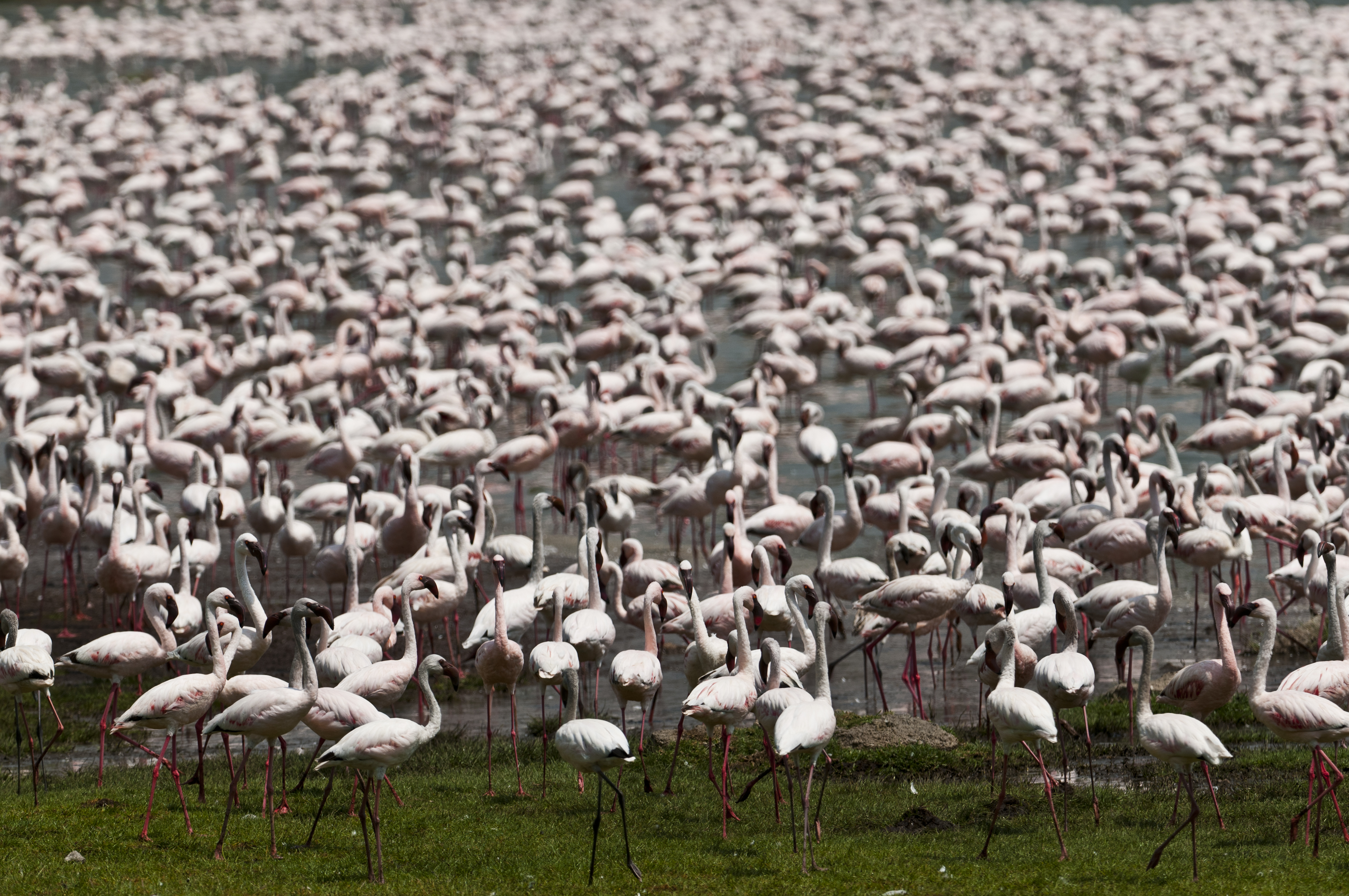 Flamingos