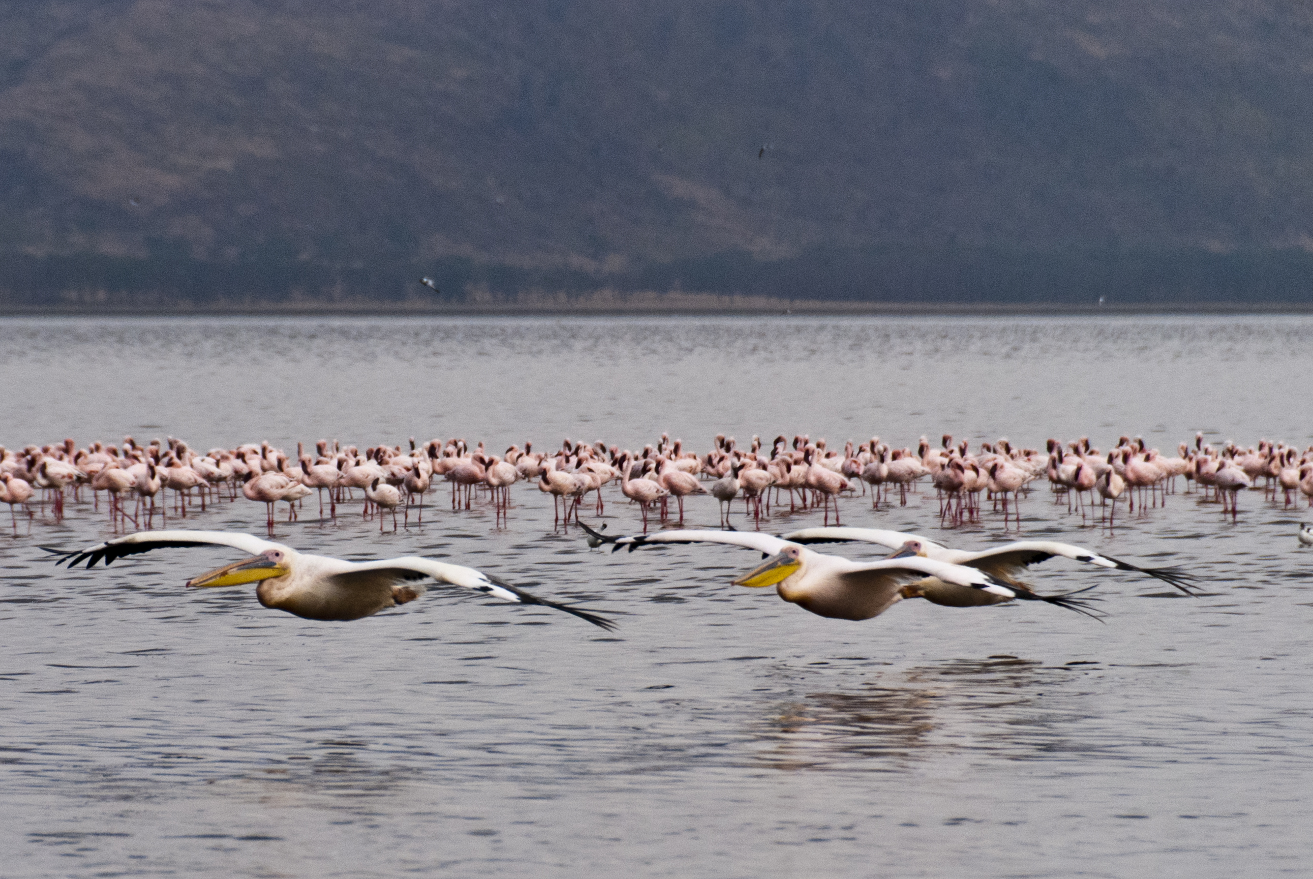 Flamingos und Pelikane