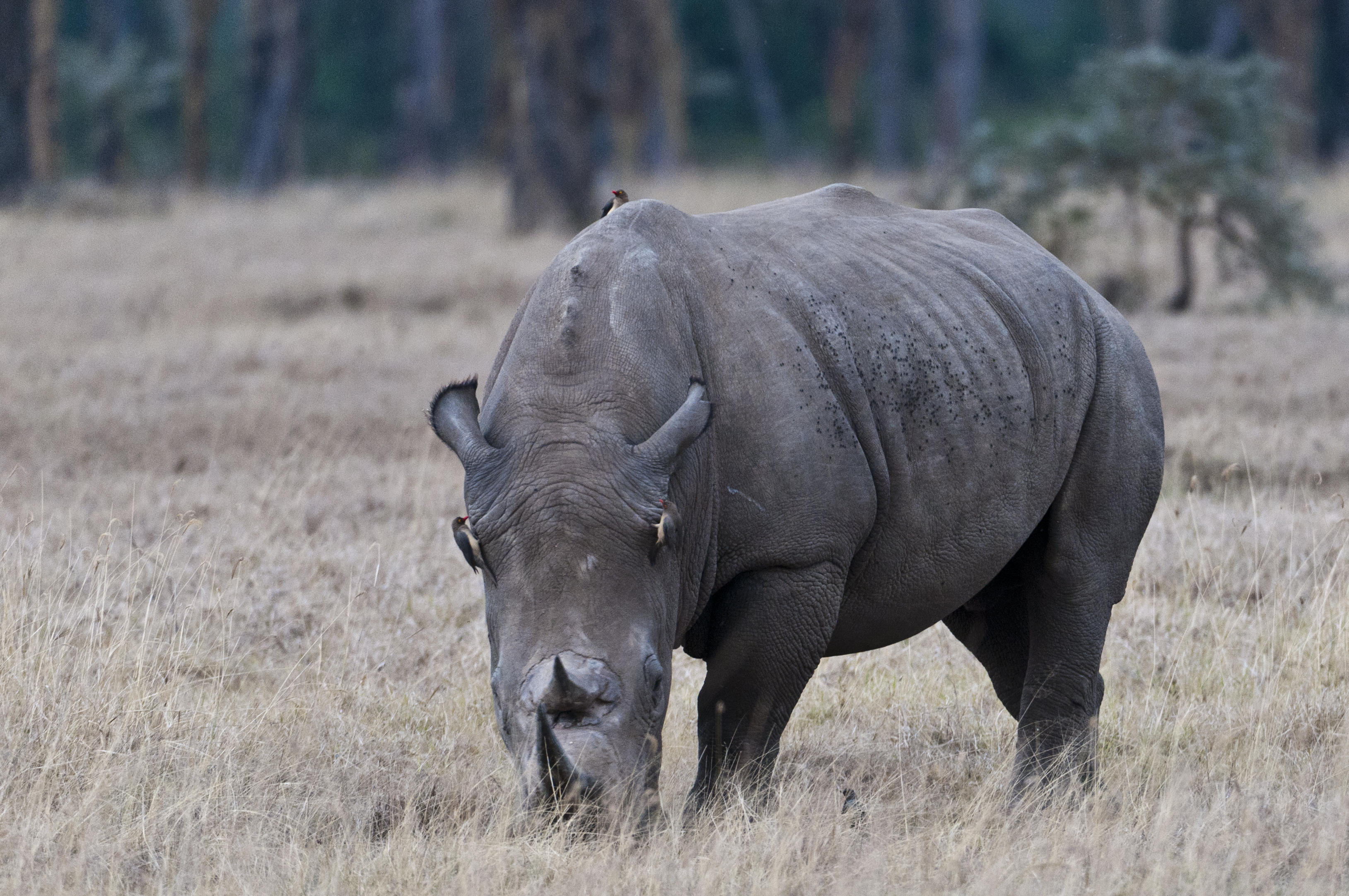 Schwarzes Nashorn - Spitzmaul Nashorn