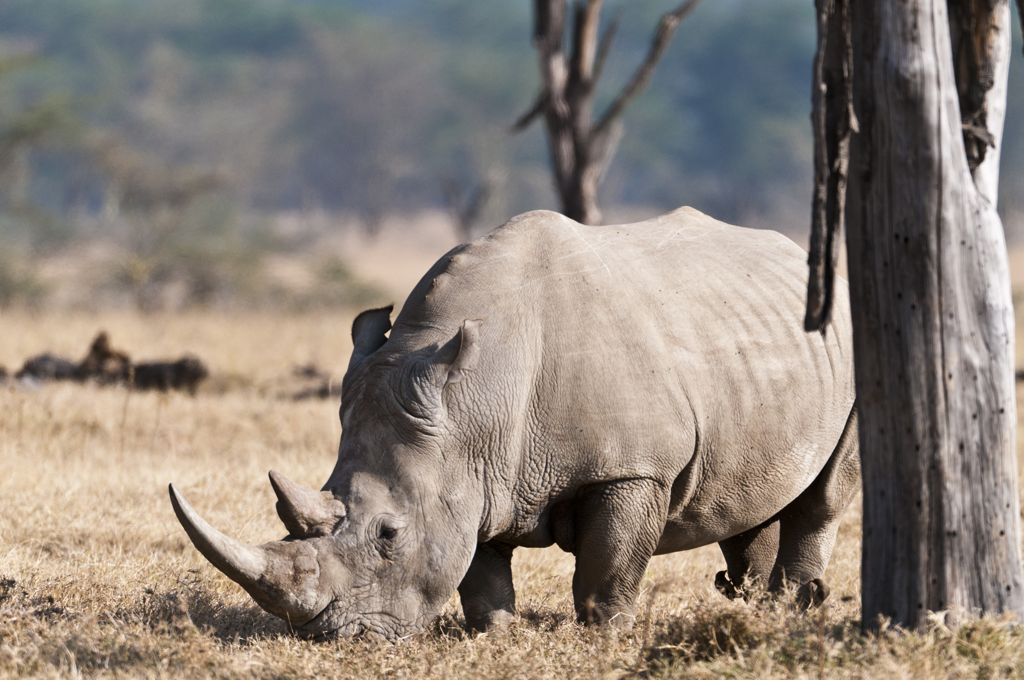 Weisses Nashorn - Breitmaul Nashorn