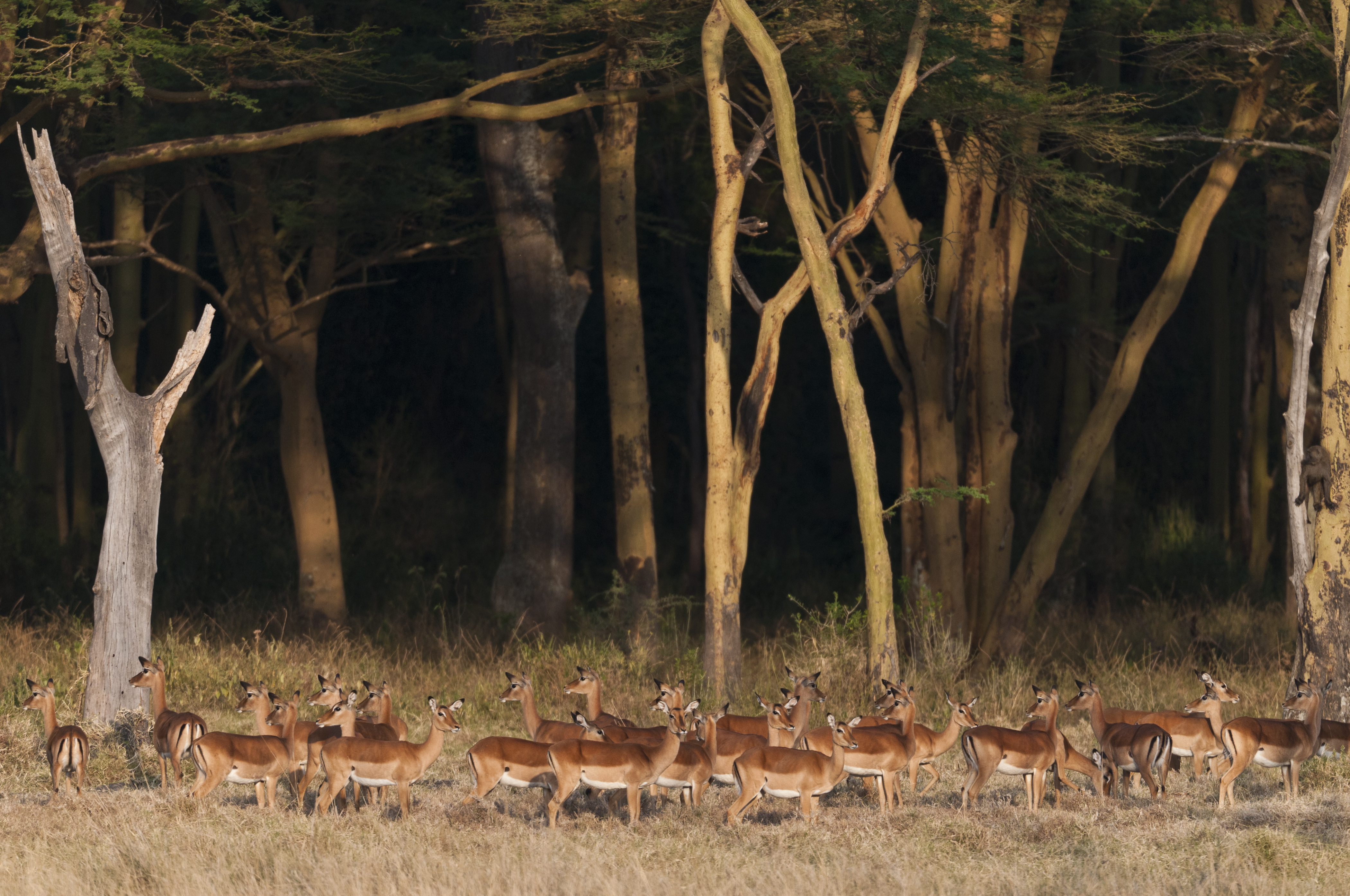 Gazellenherde im Visir der Löwin