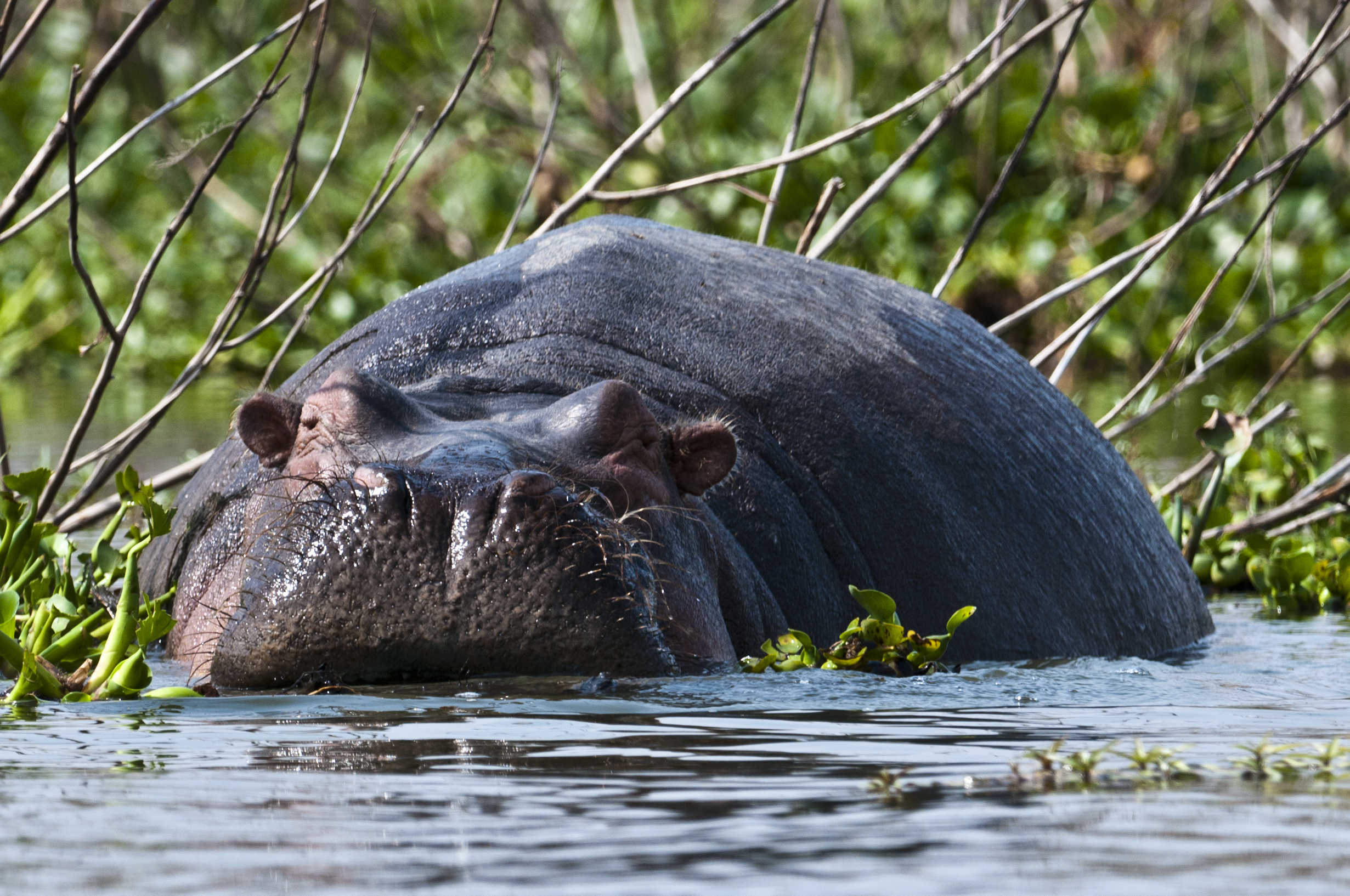 Nakuru Naivasha NP