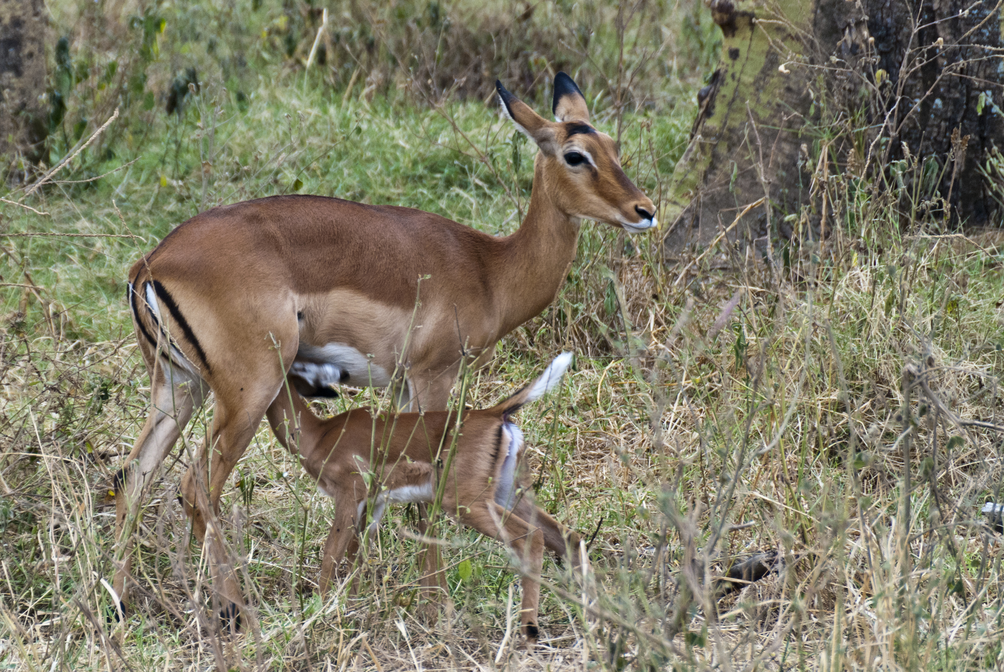 Impala mit Jungem