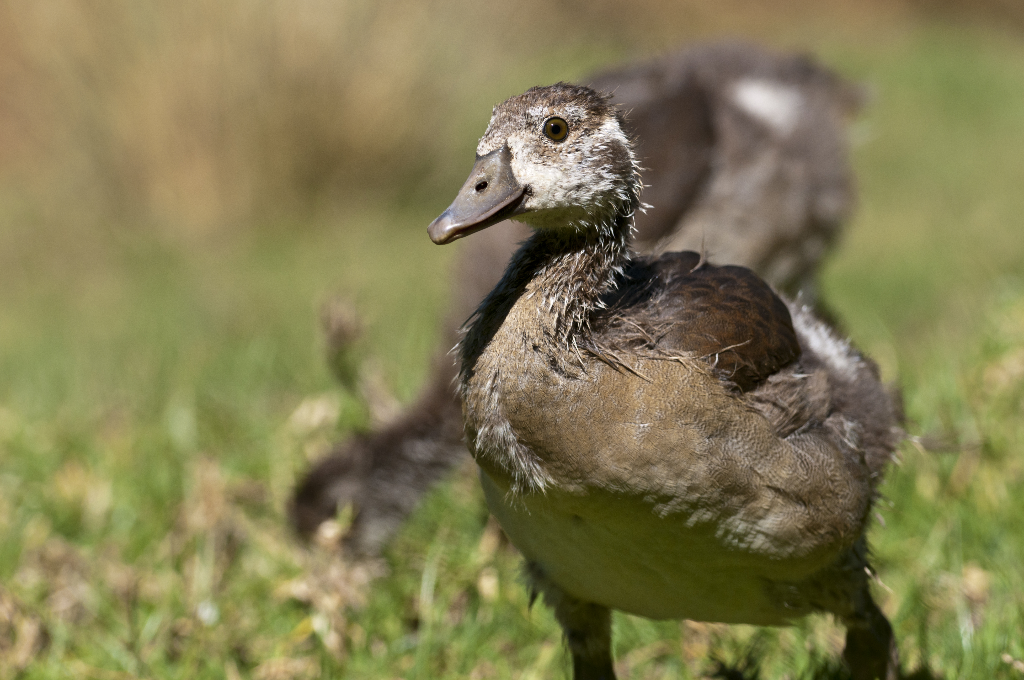 Junge Nilgans