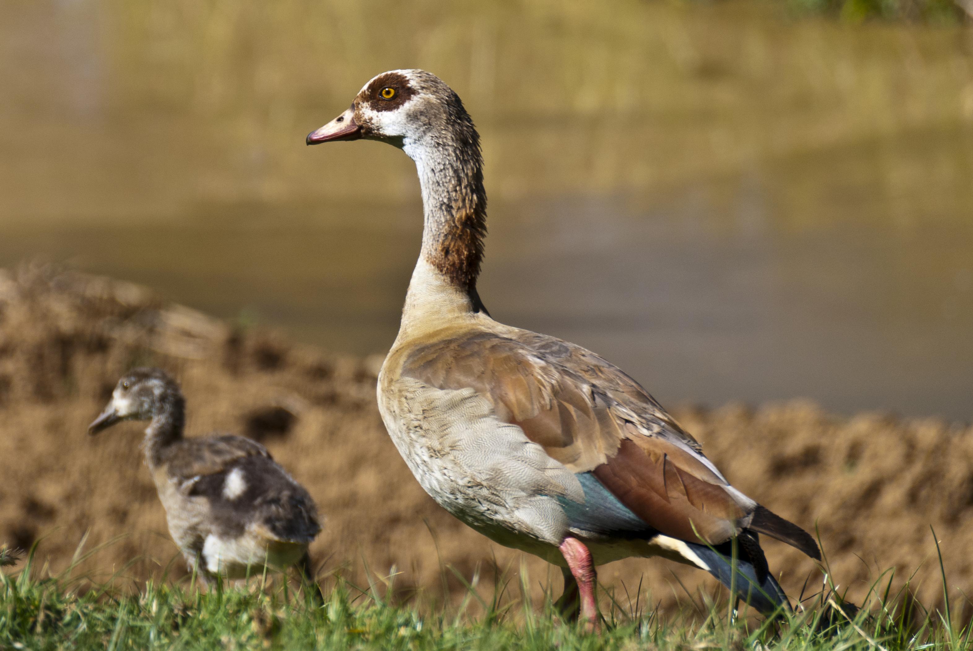 Nilgänse