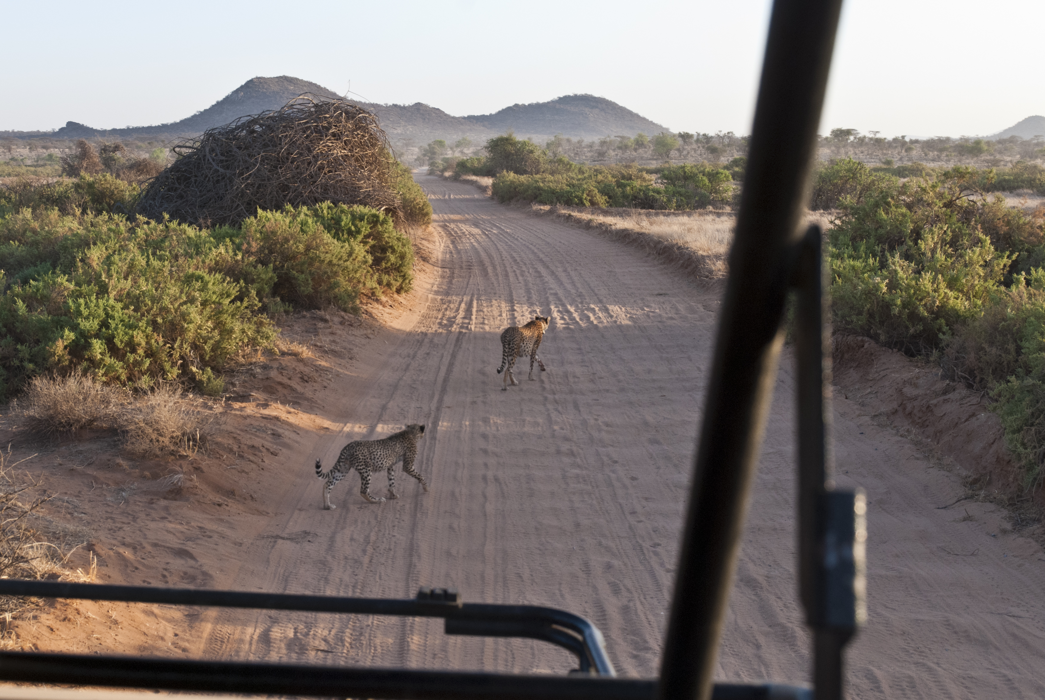 Auf Safari