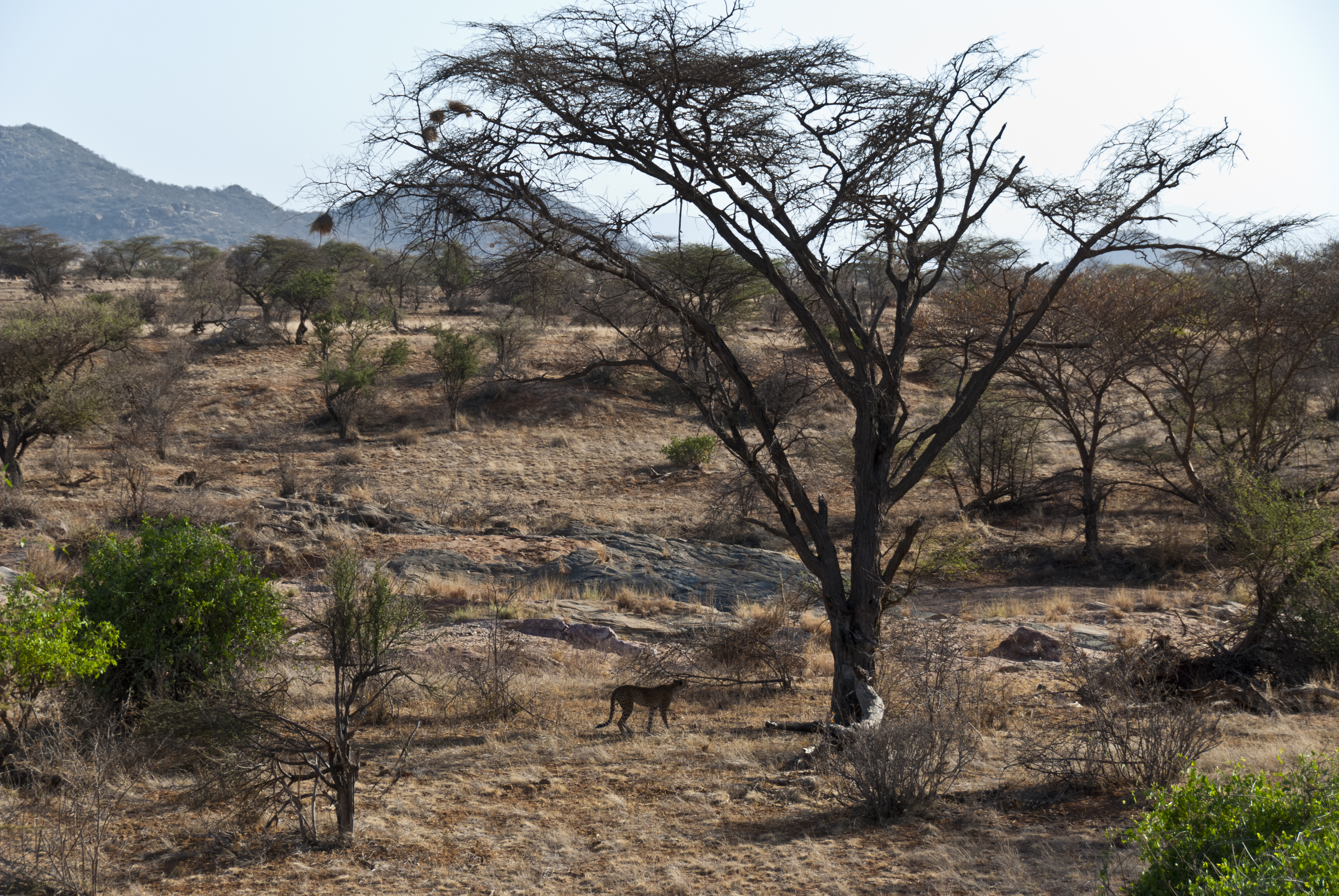 auf Safari