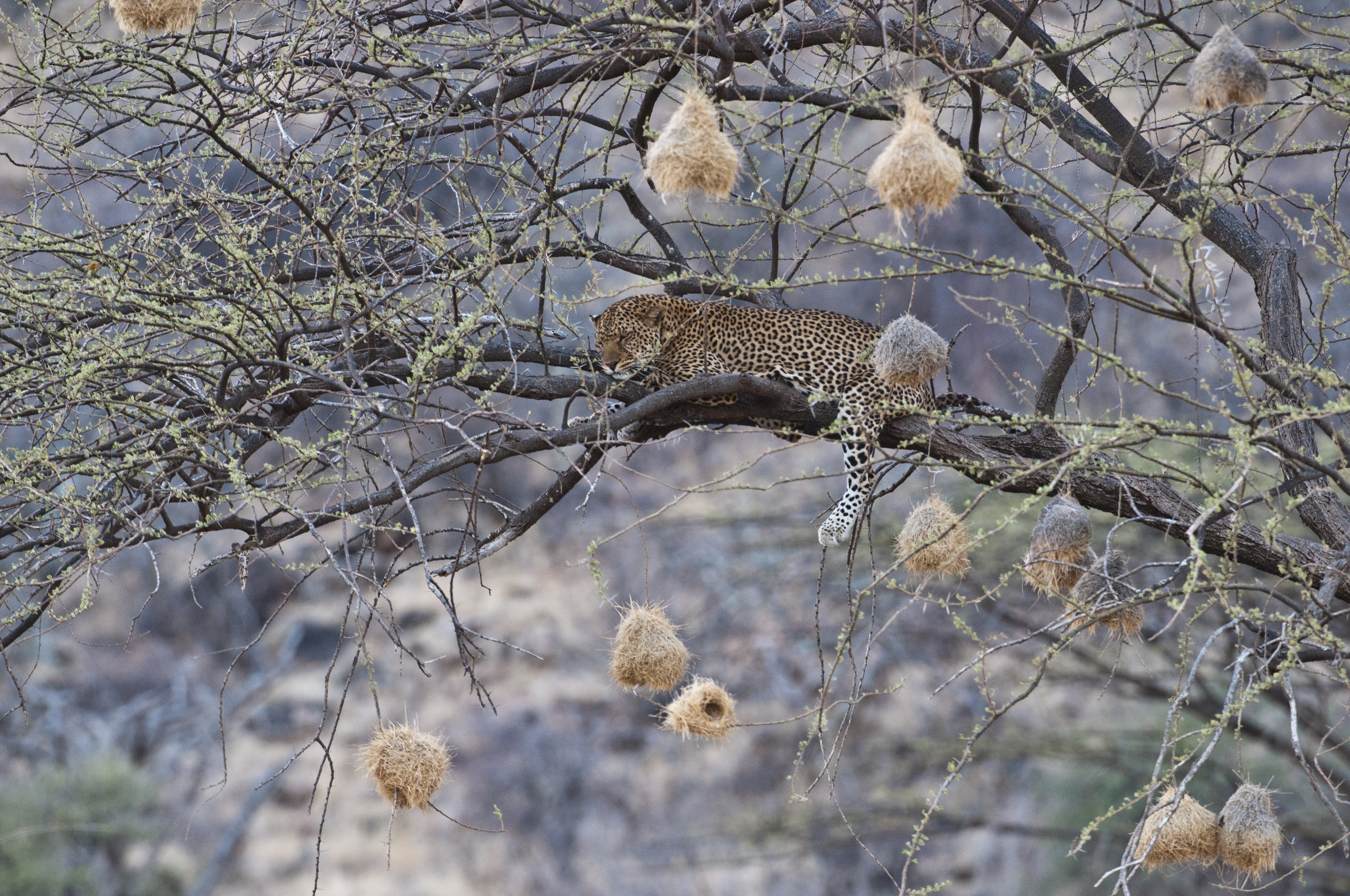Leopard