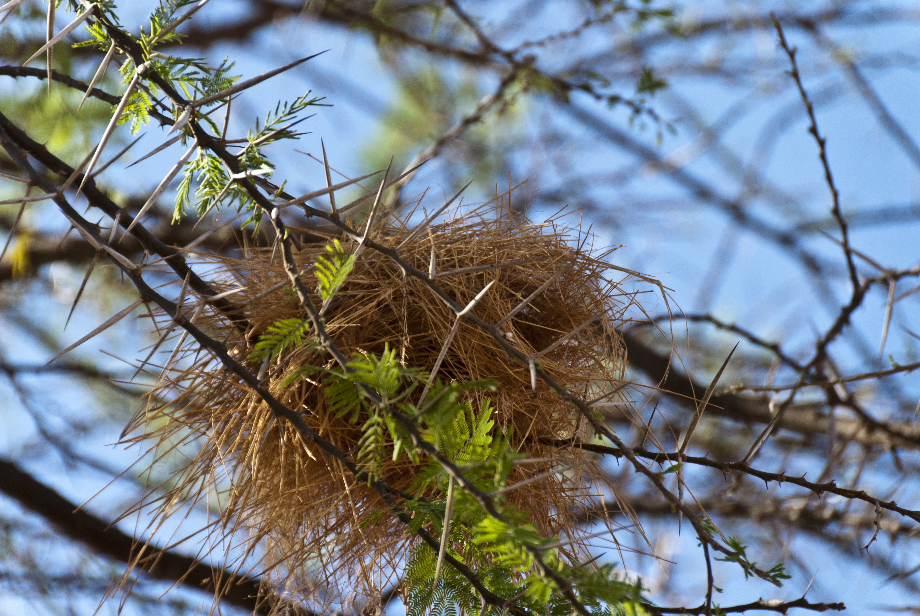 Weber Nest