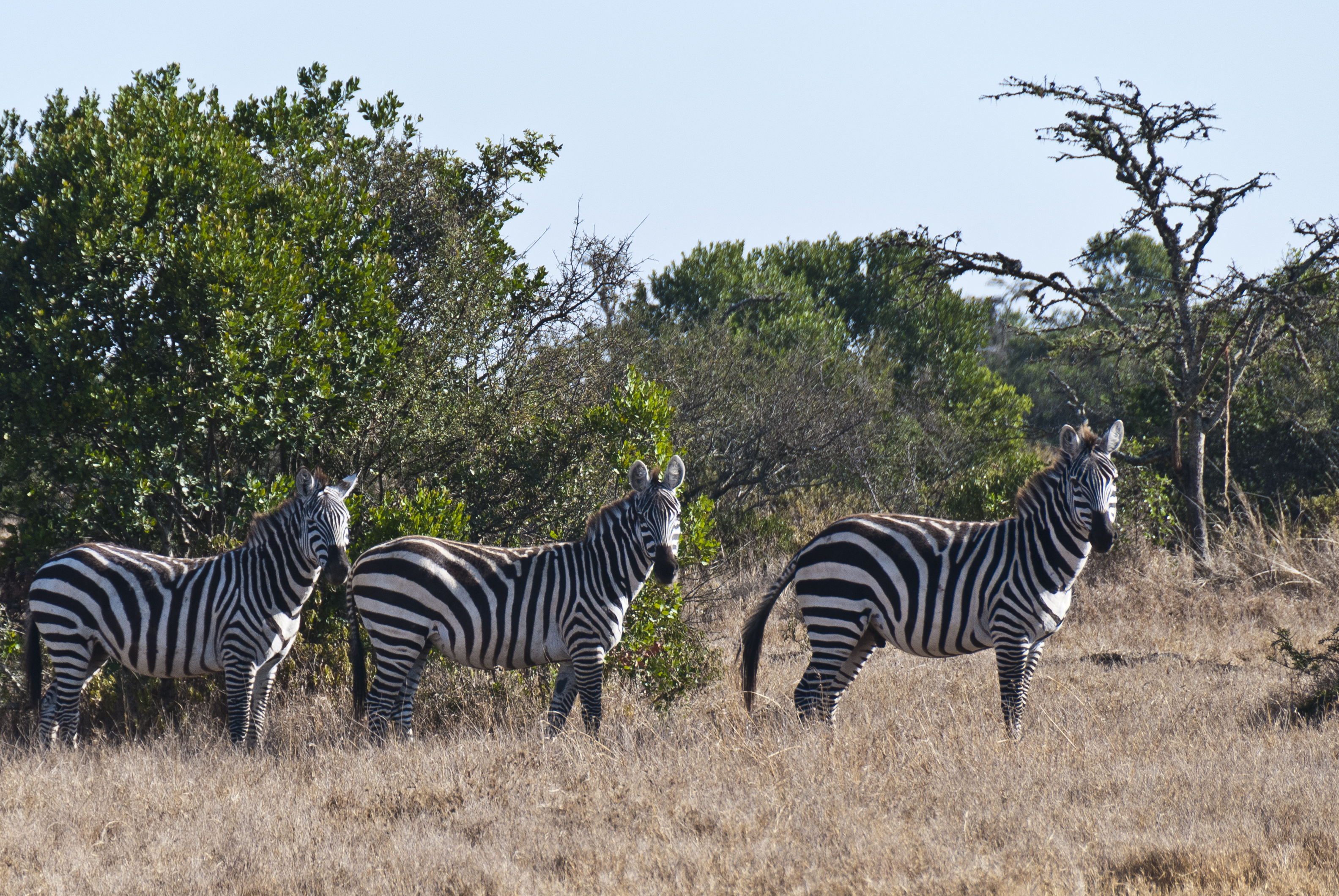Zebras