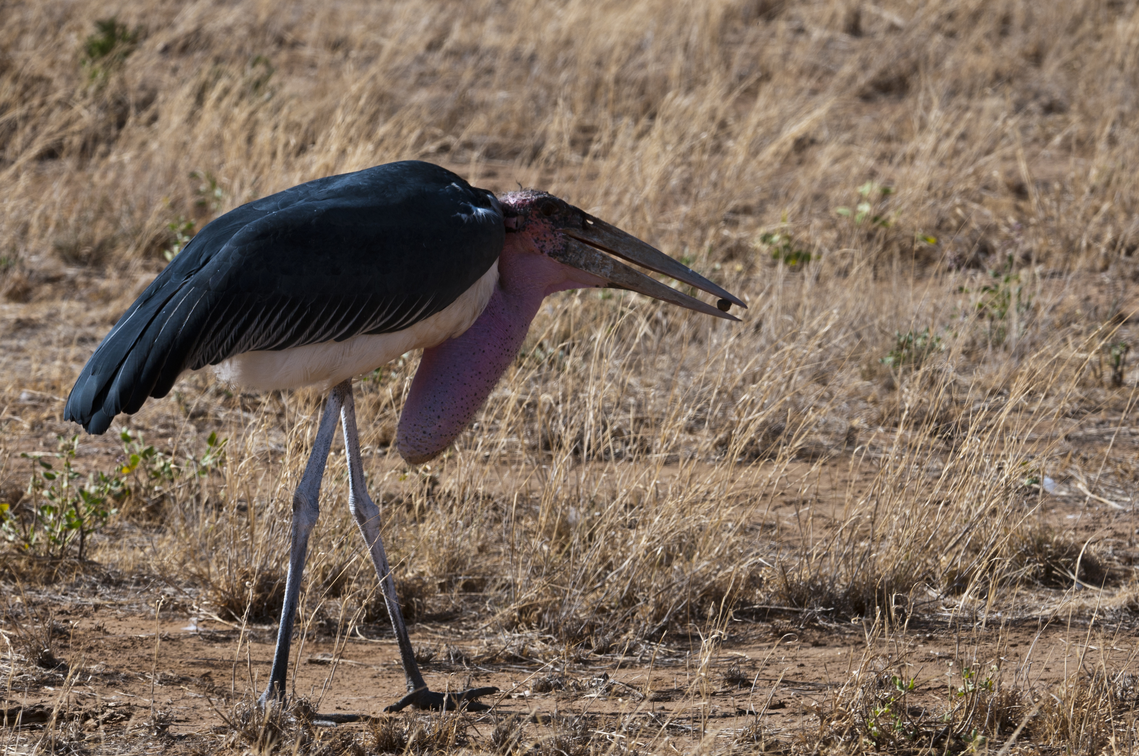 Marabu