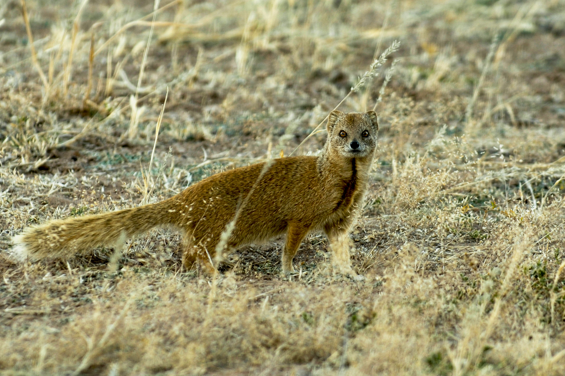 Fuchs Manguste