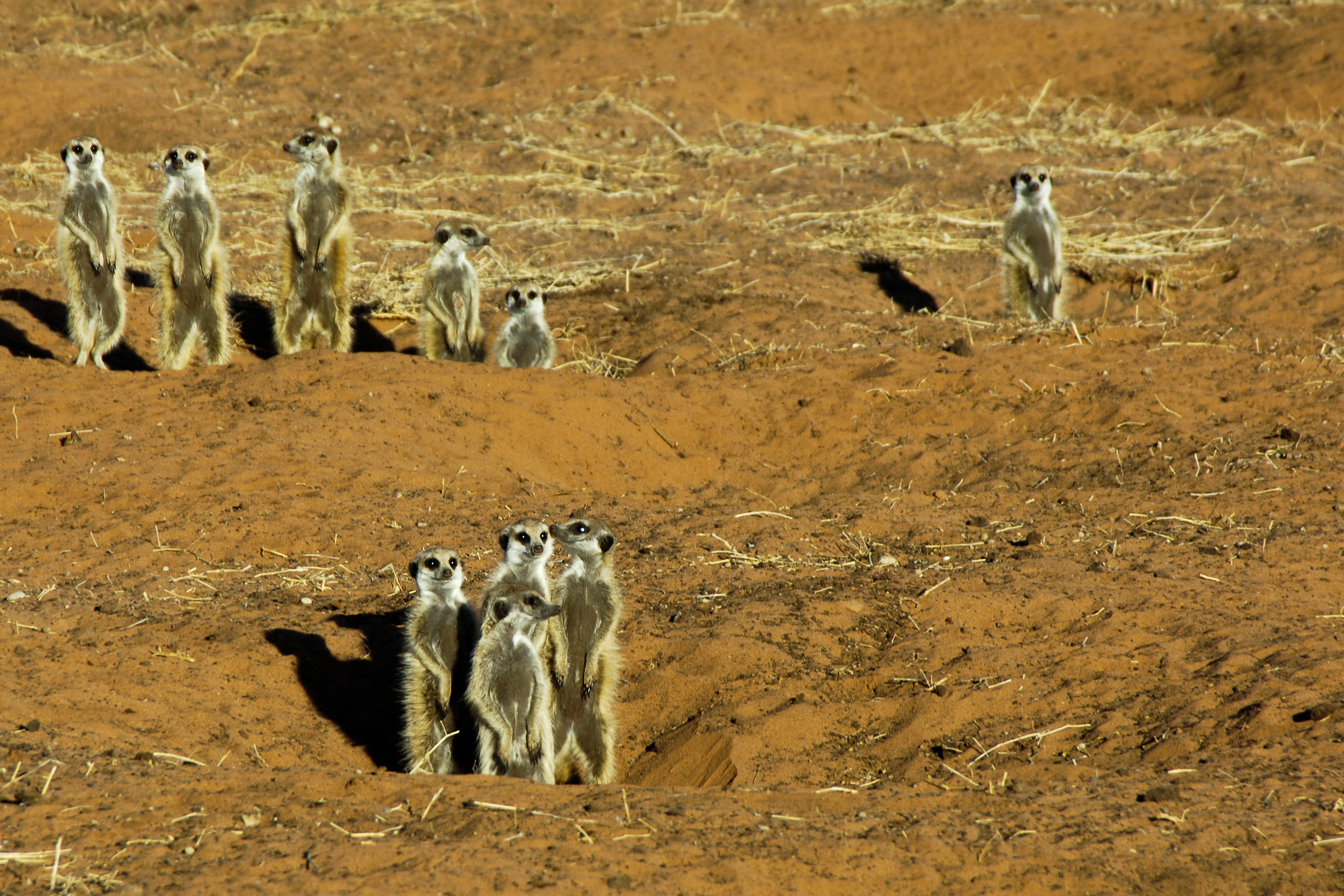 Erdmännchen