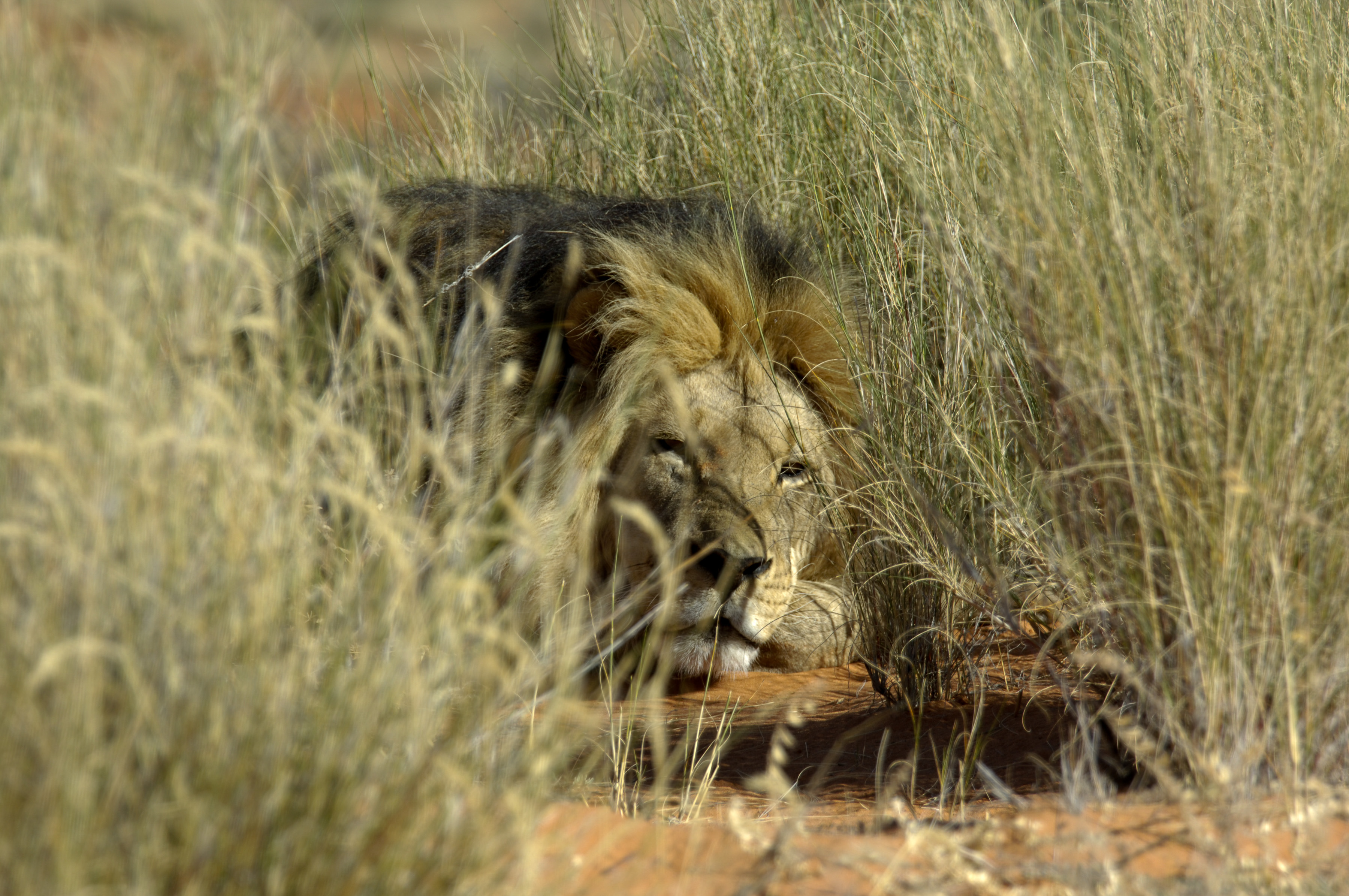 Kalahari Löwe