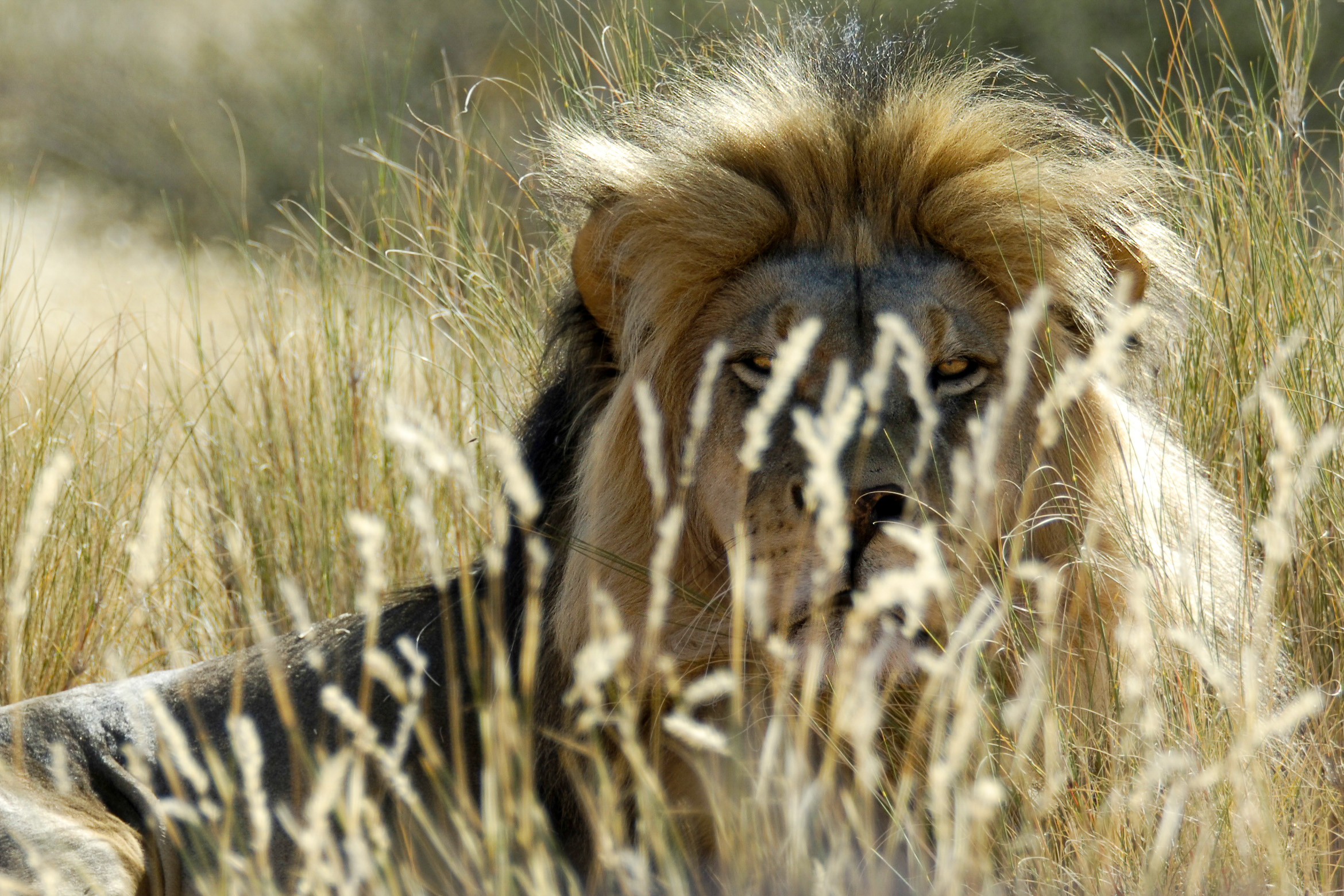 Kalahari Löwe
