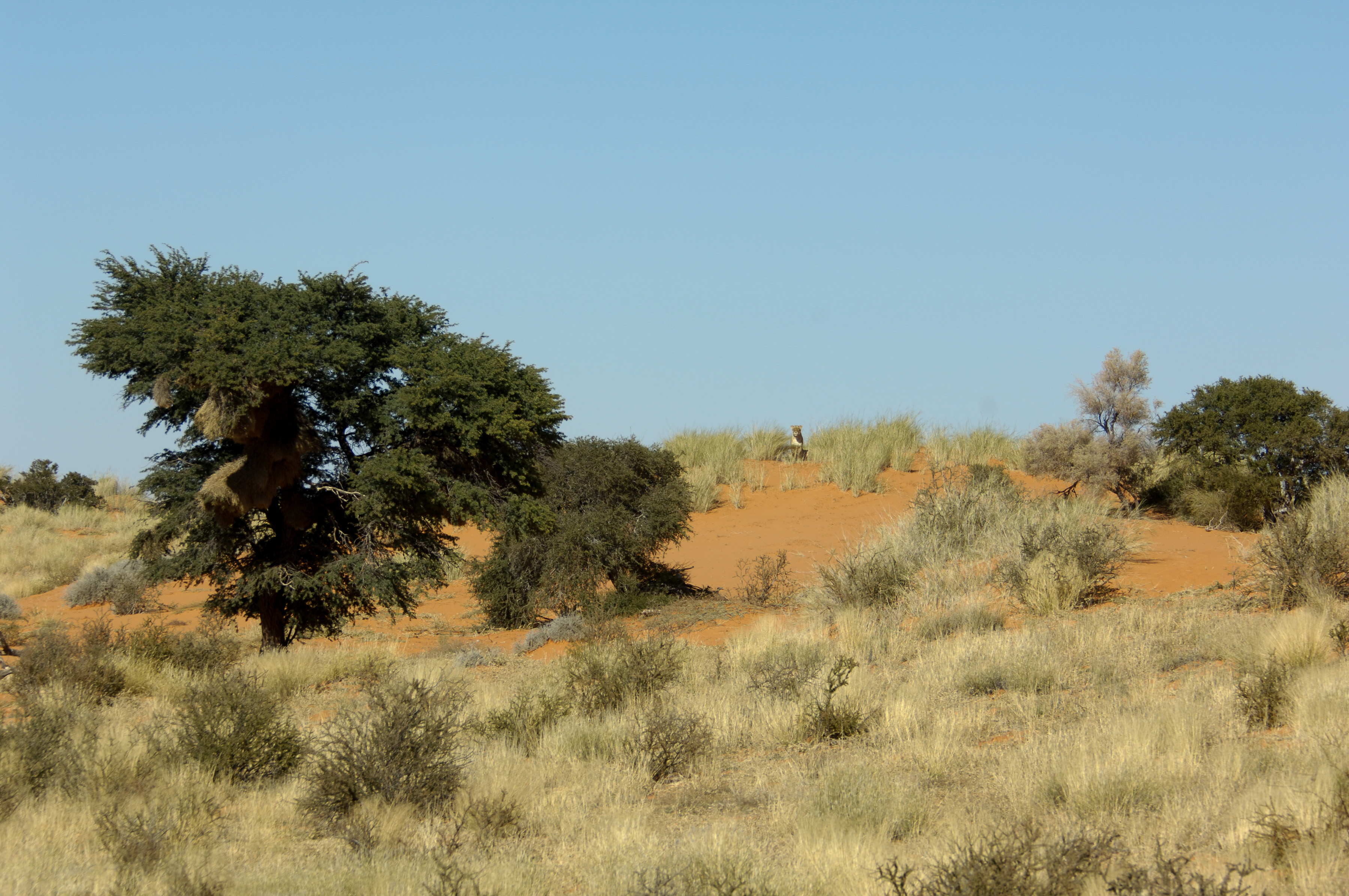 Kalahari Löwin