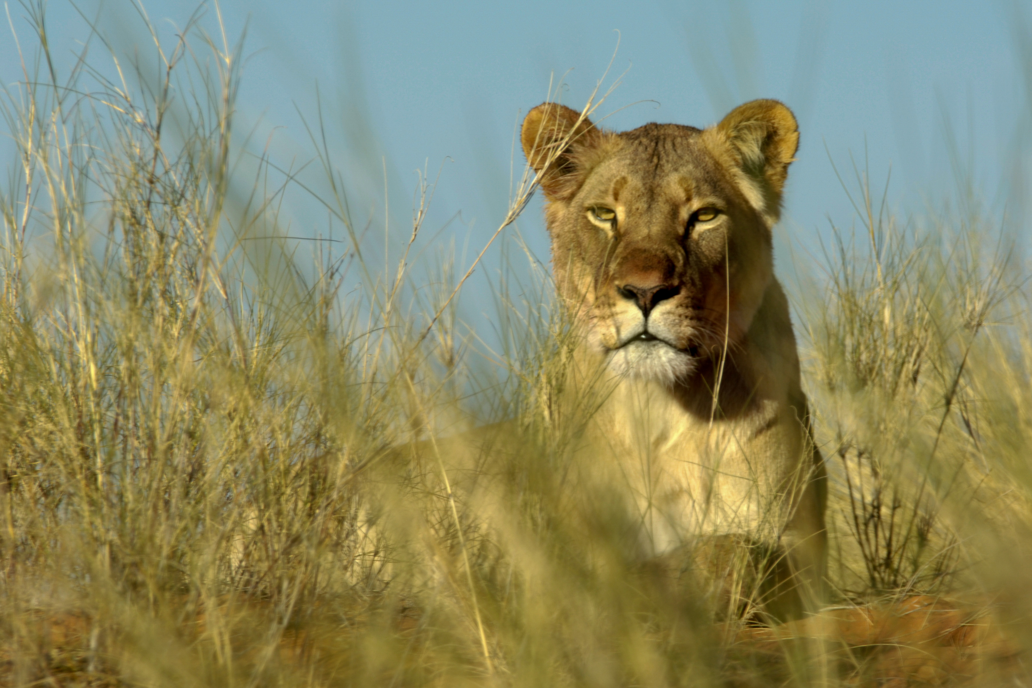 Kalahari Löwin