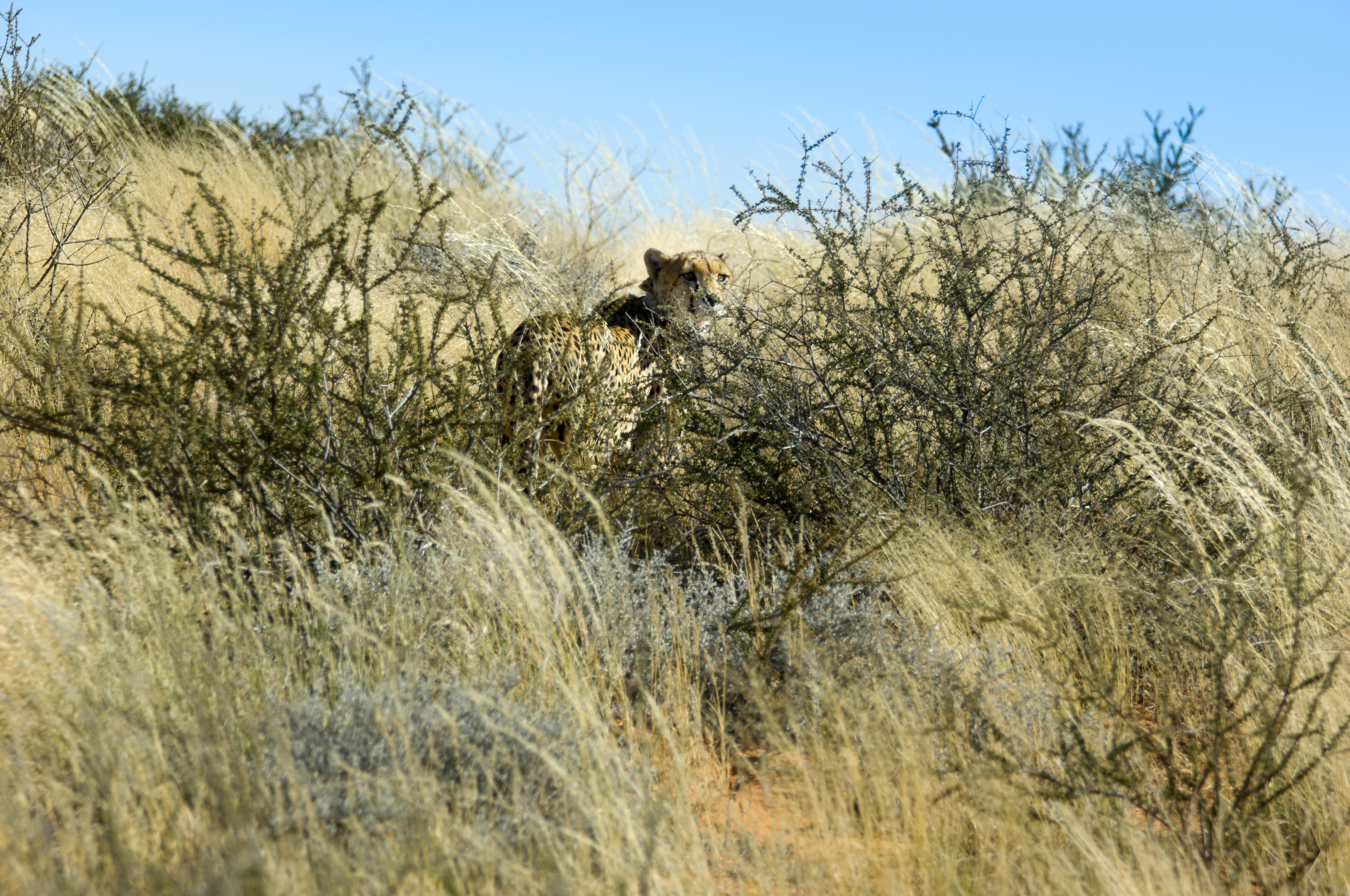 Gepard
