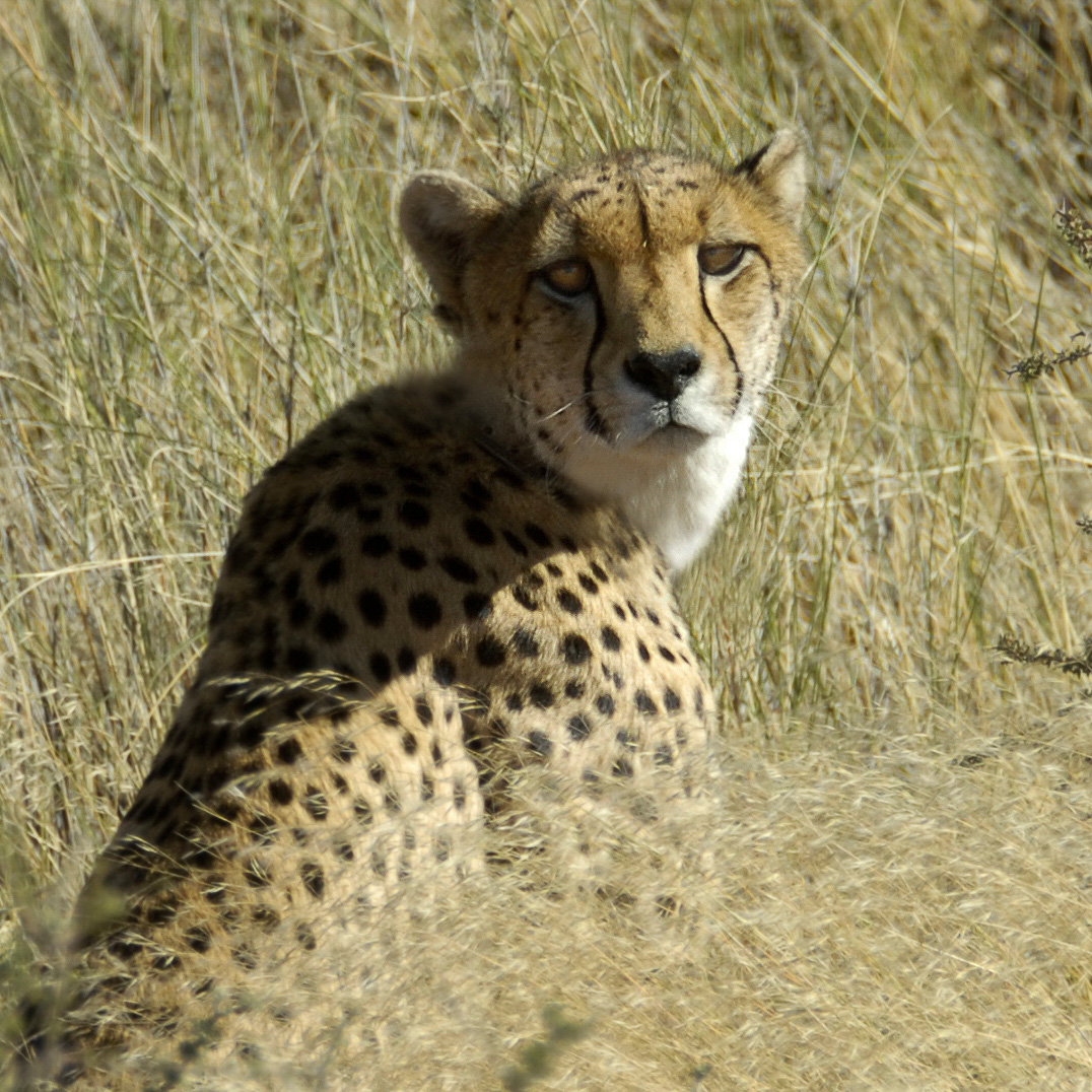 Gepard