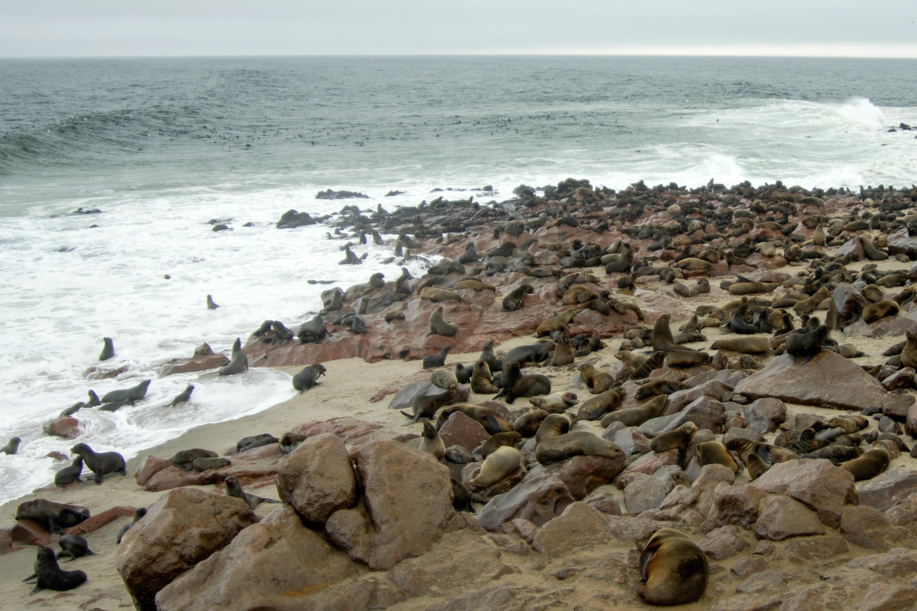 Pelzrobbenkolonie am Cape Cross, bei Swakopmund