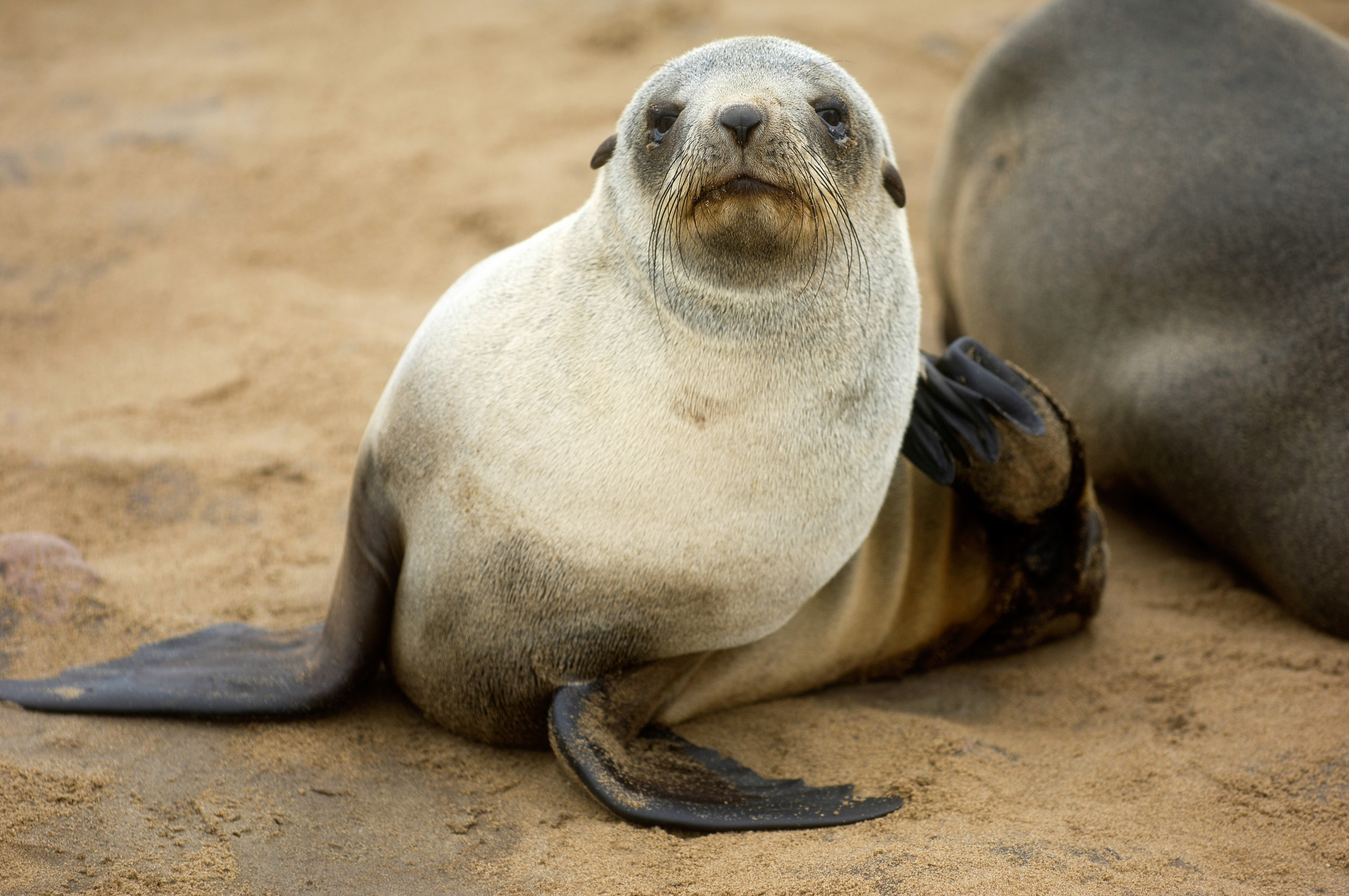 Pelzrobbenkolonie am Cape Cross, bei Swakopmund