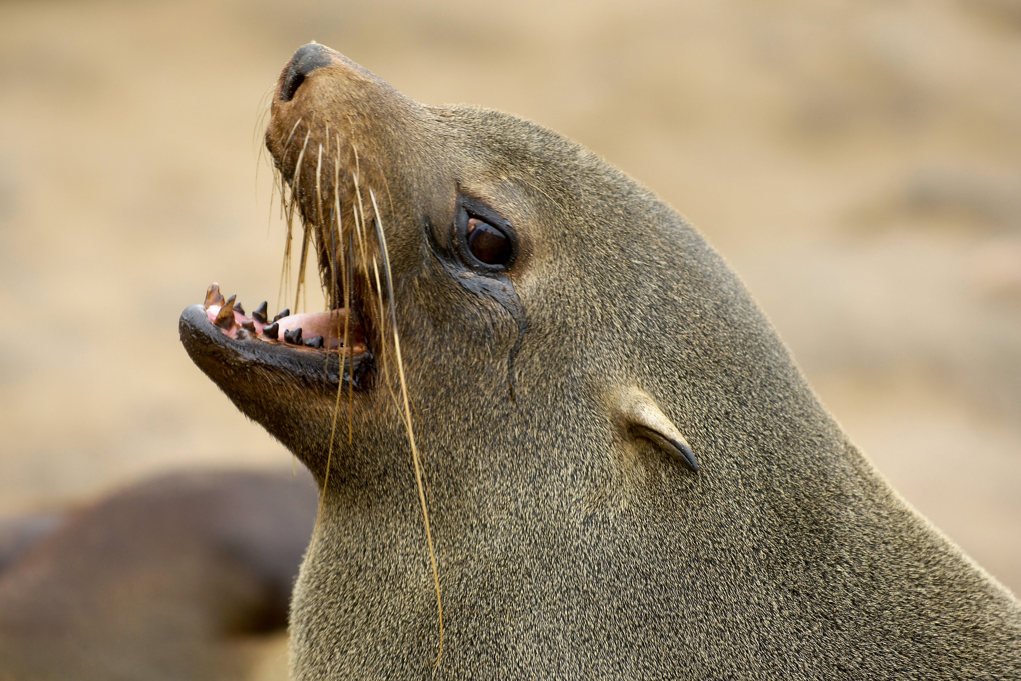 Pelzrobbenkolonie am Cape Cross, bei Swakopmund