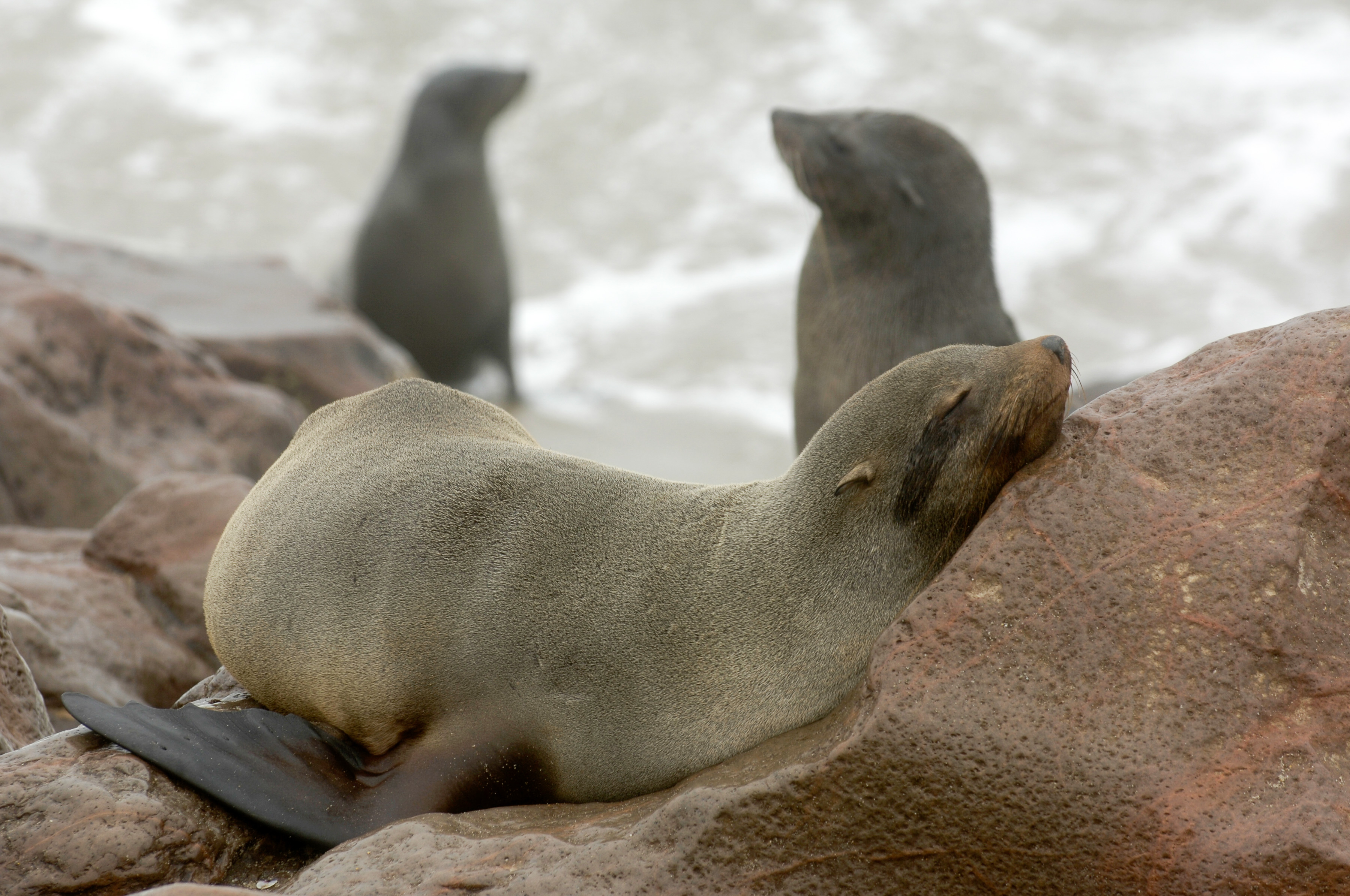 Pelzrobbenkolonie am Cape Cross, bei Swakopmund