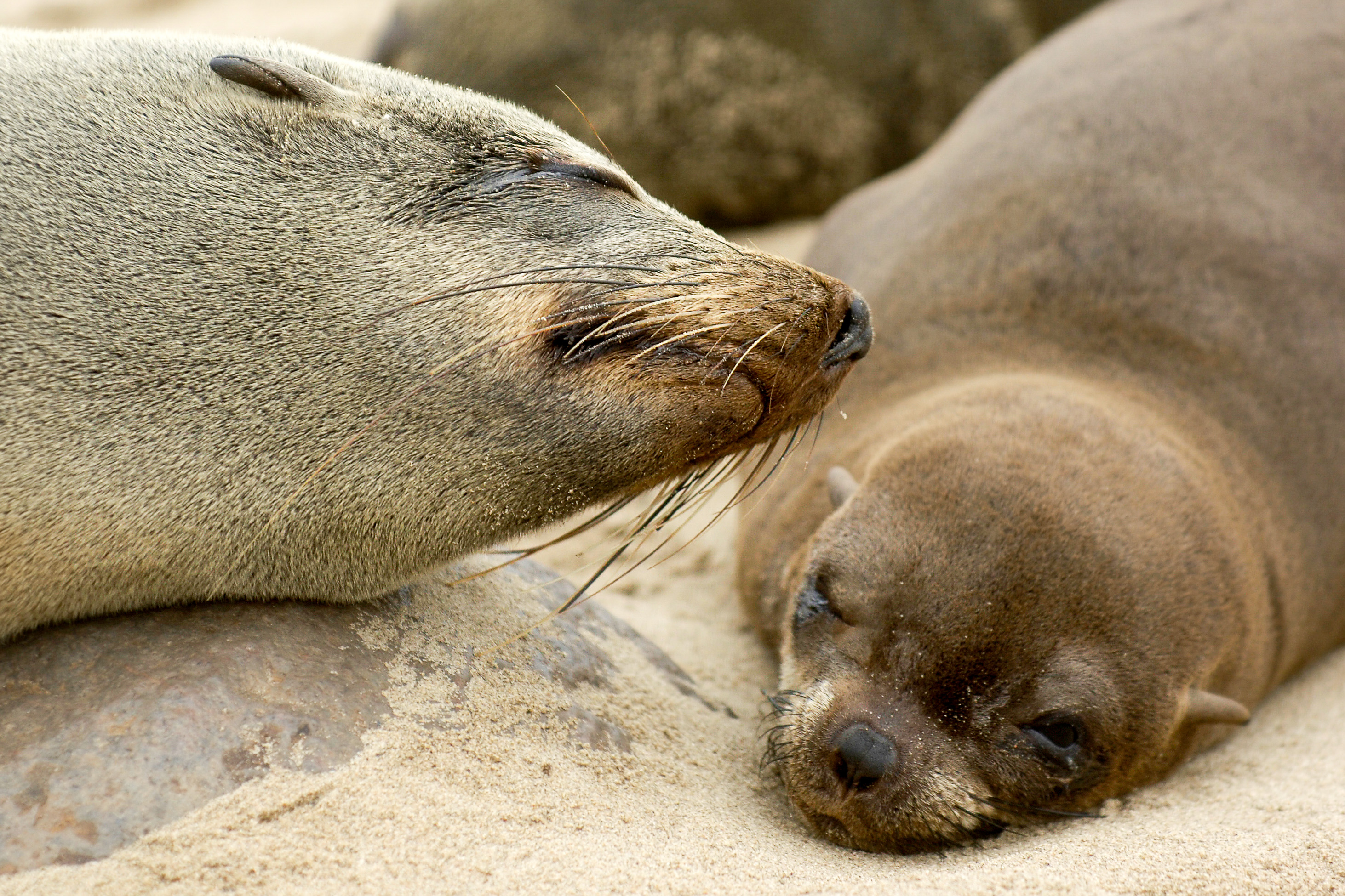 Pelzrobbenkolonie am Cape Cross, bei Swakopmund