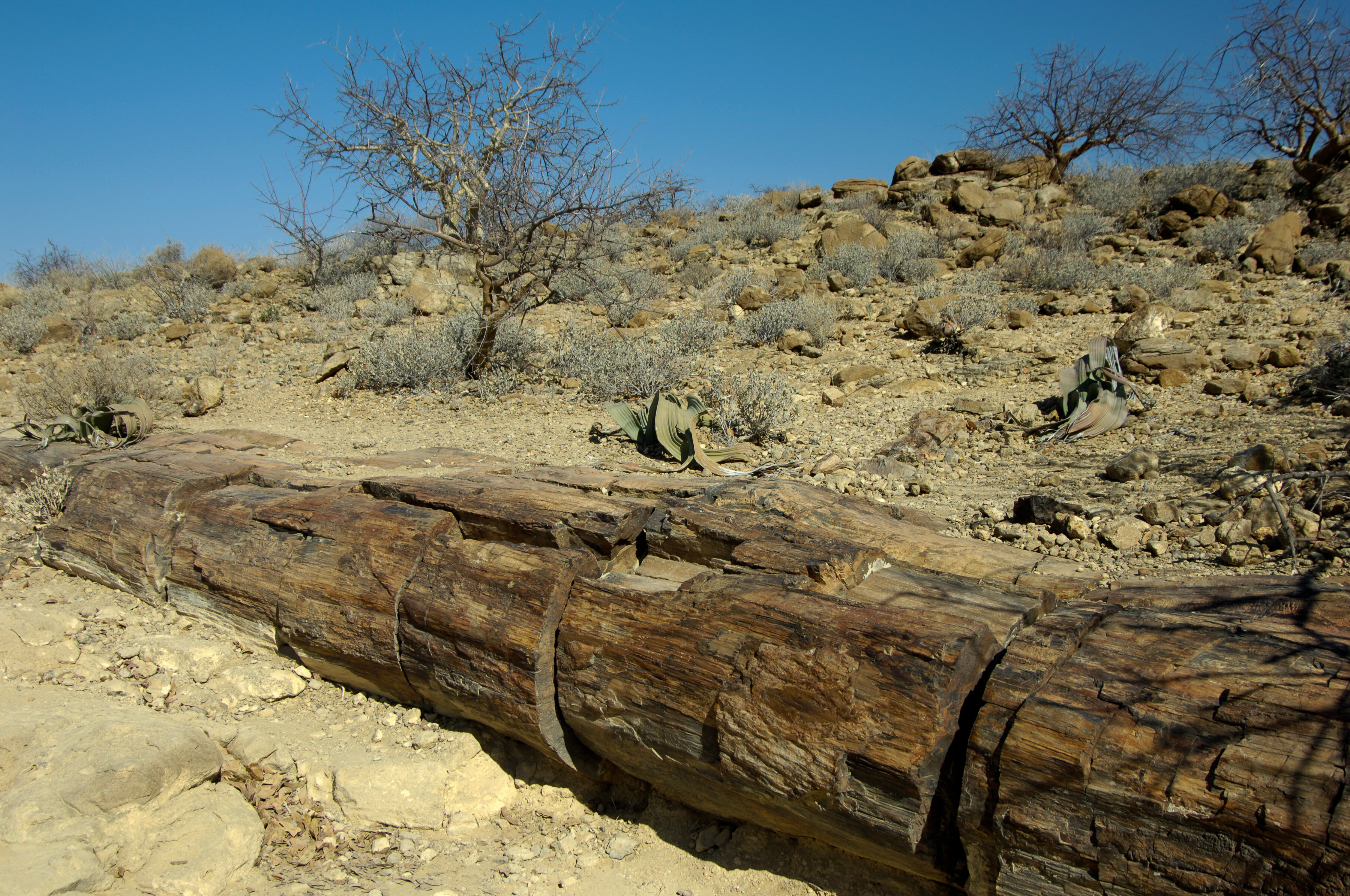 Versteinertes Holz  - Twyfelfontein