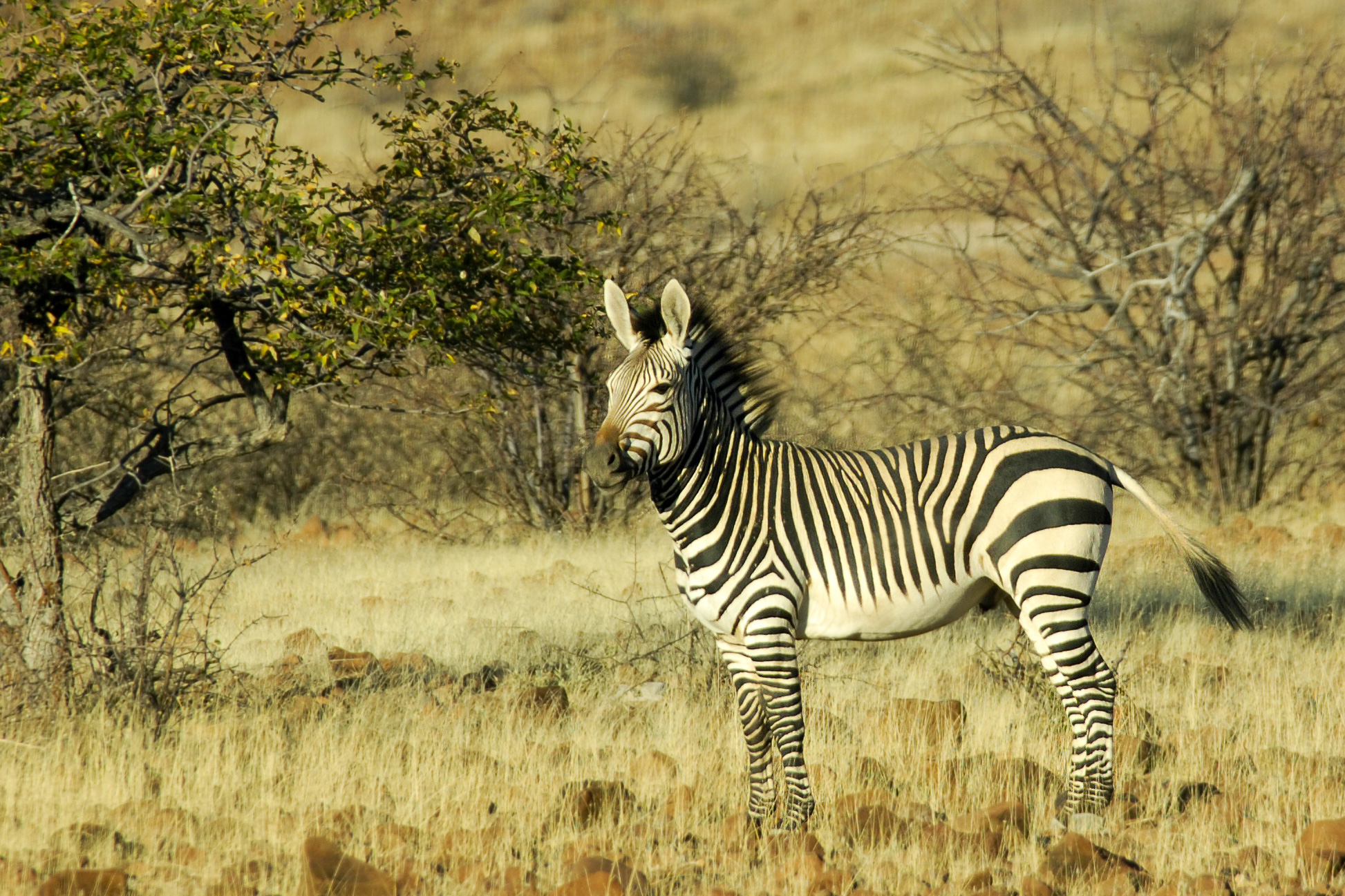 Hartmann Bergzebra