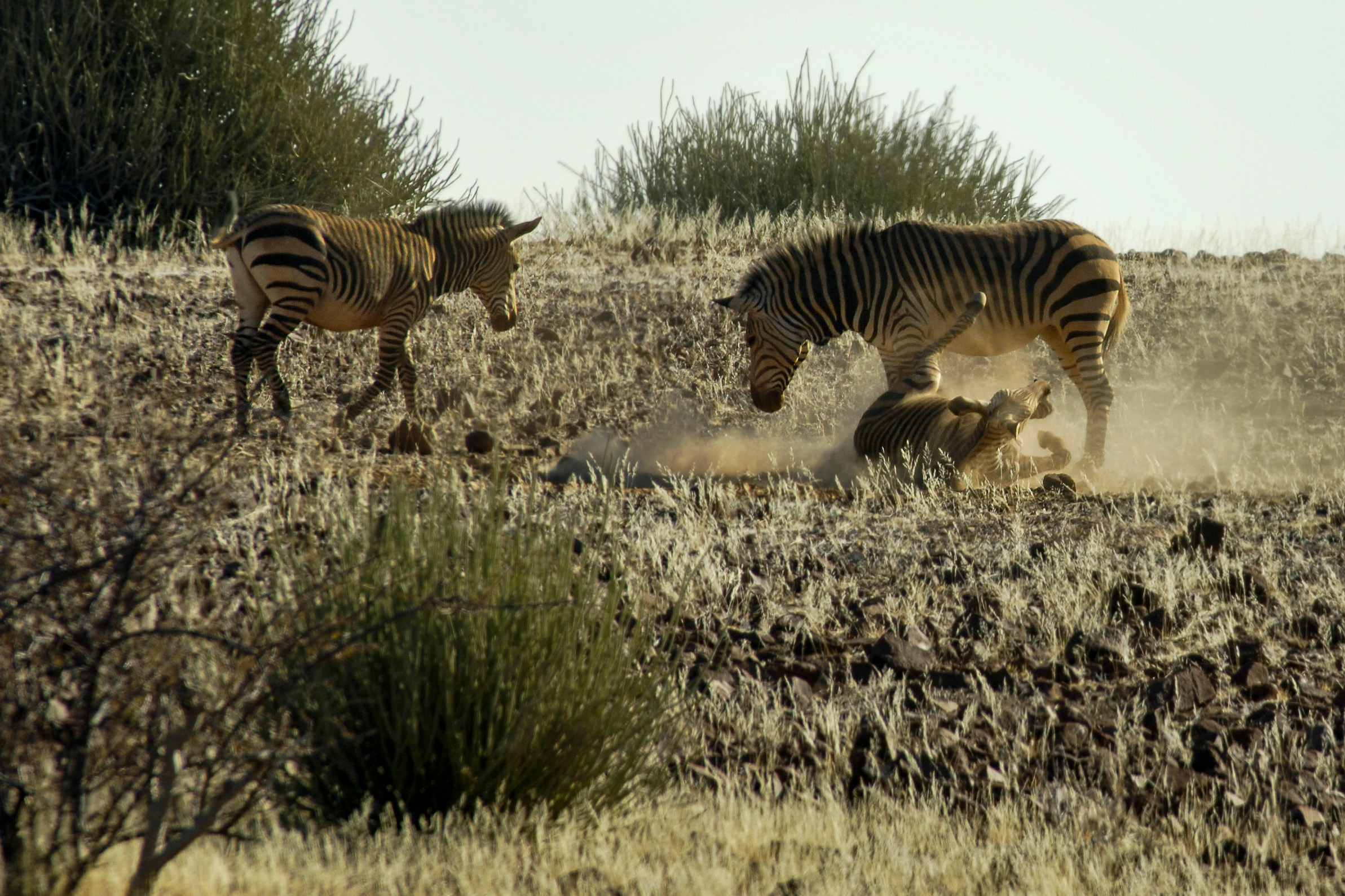 Hartmann Bergzebras