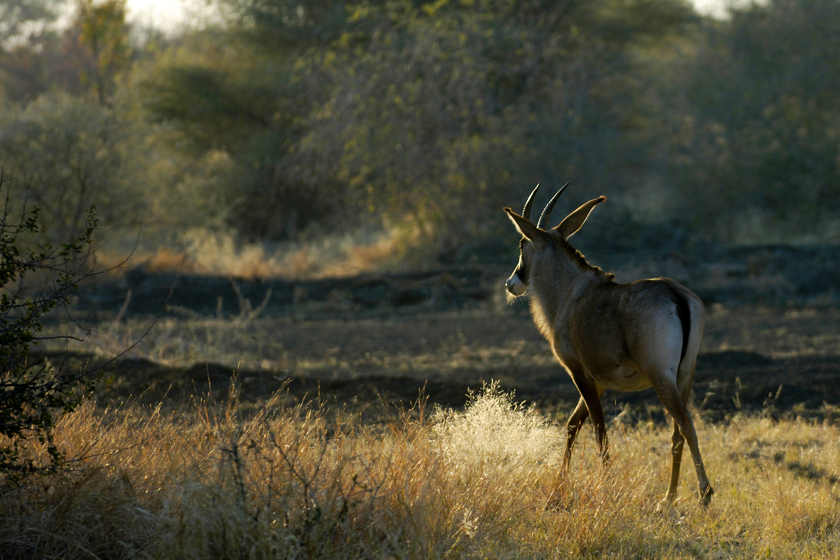Pferdeantilope - Mahango N.P.