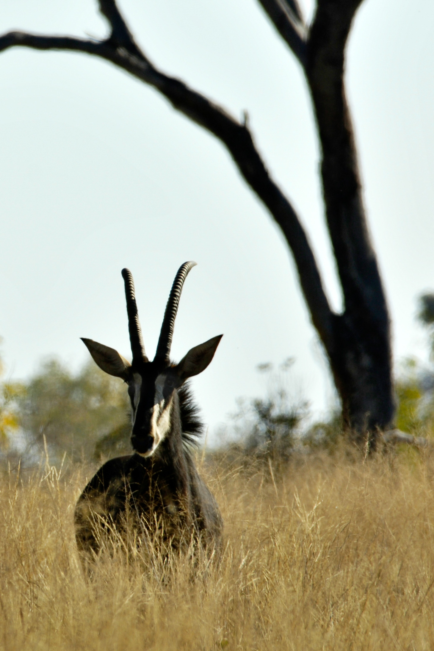 Rappenantilope - Mahango N.P.