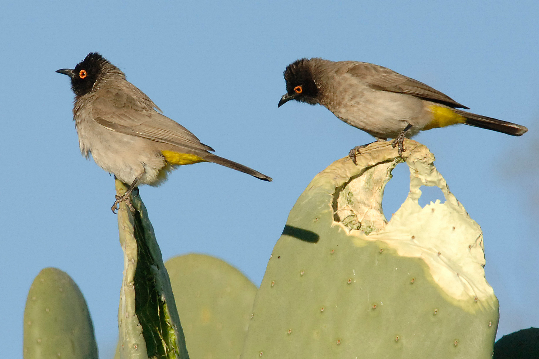 Rotaugen Bulbul