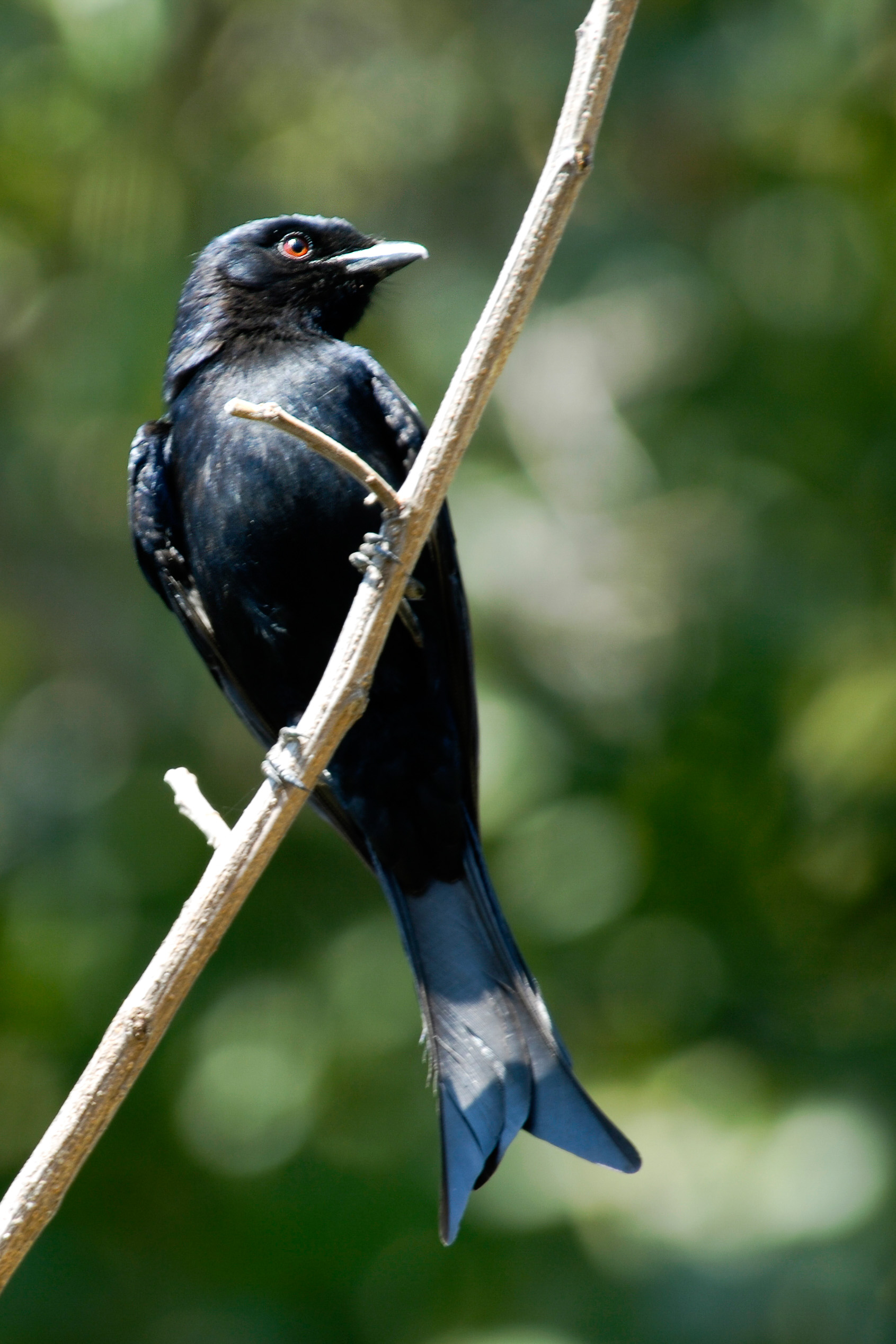 Drongo