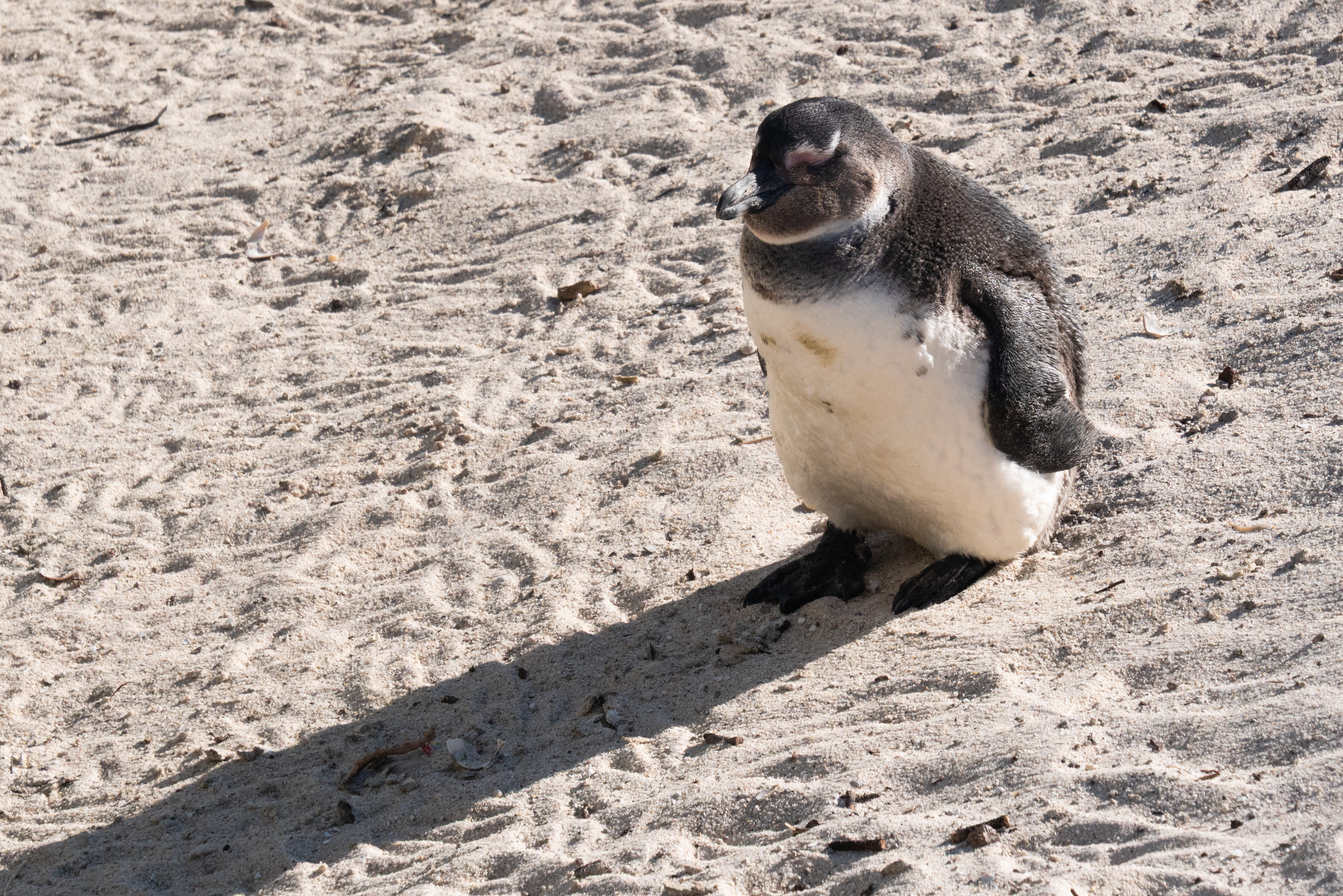 Junger Brillenpinguin