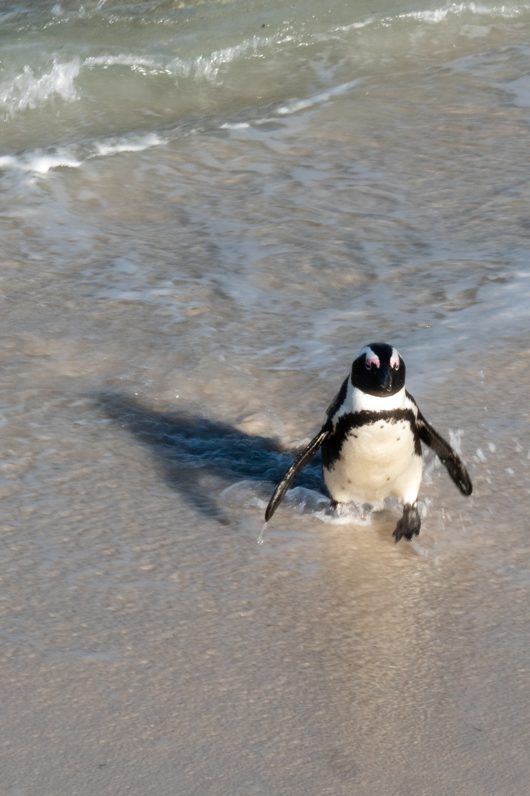 klein Brillenpinguin