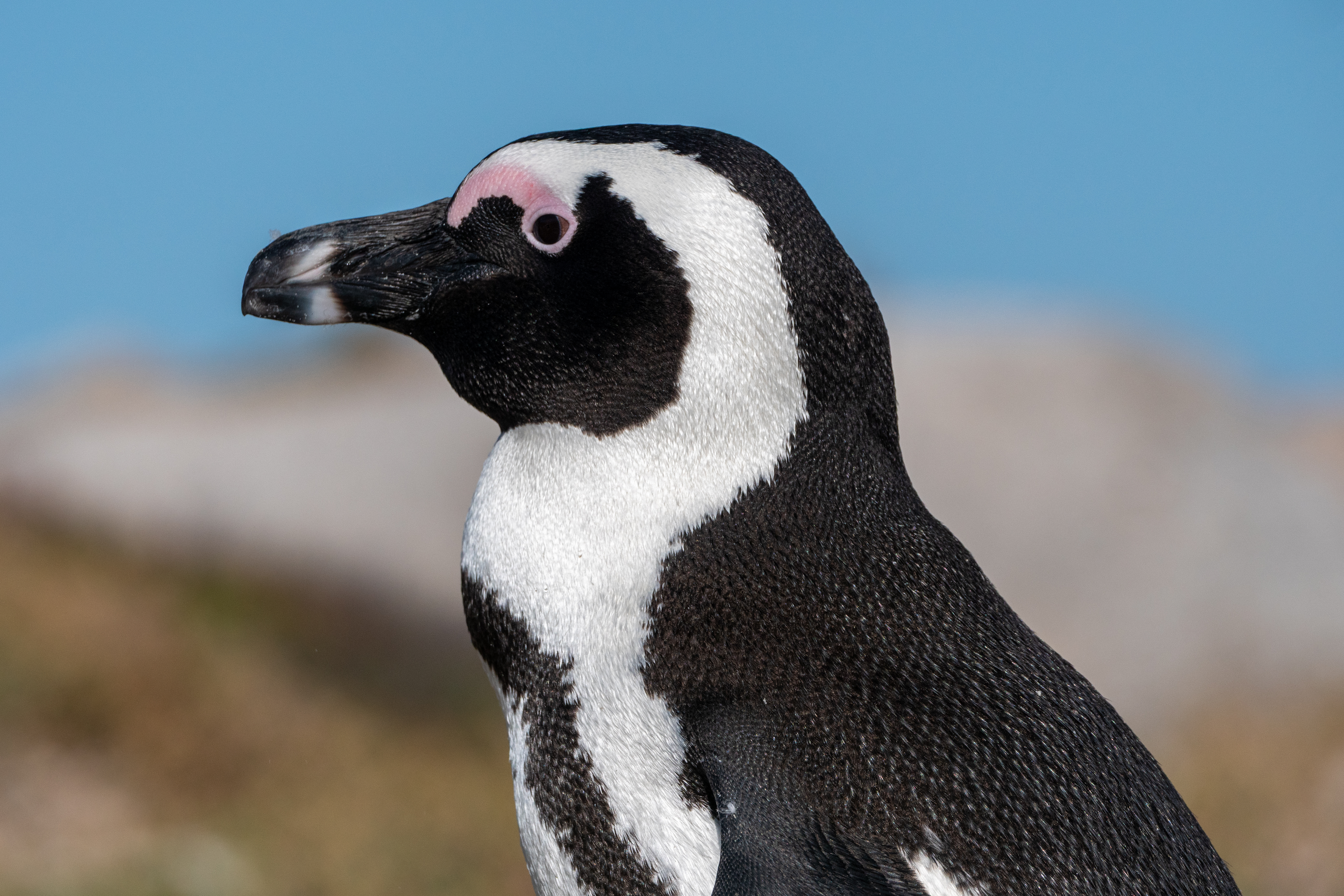 Brillenpinguin