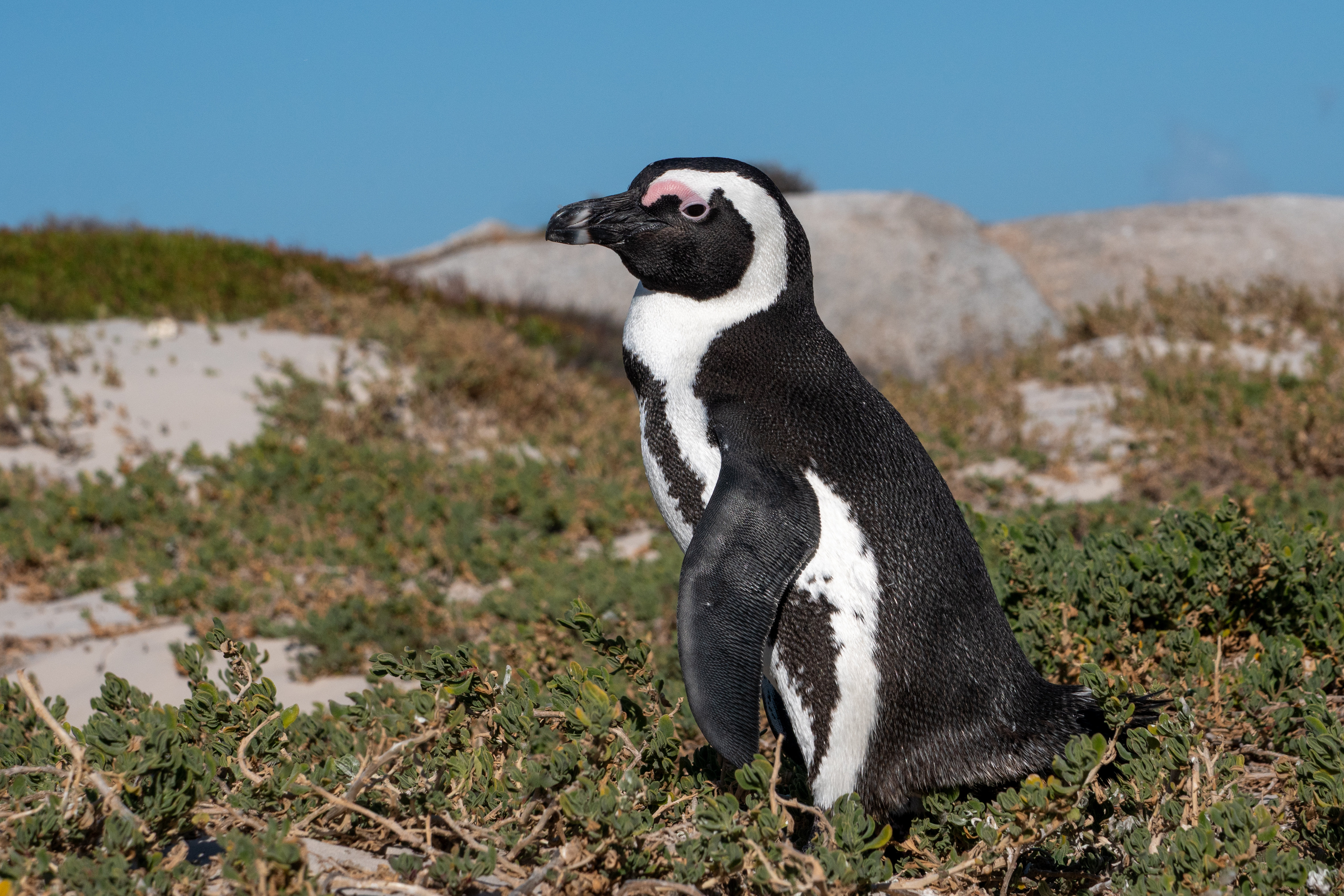 Brillenpinguin