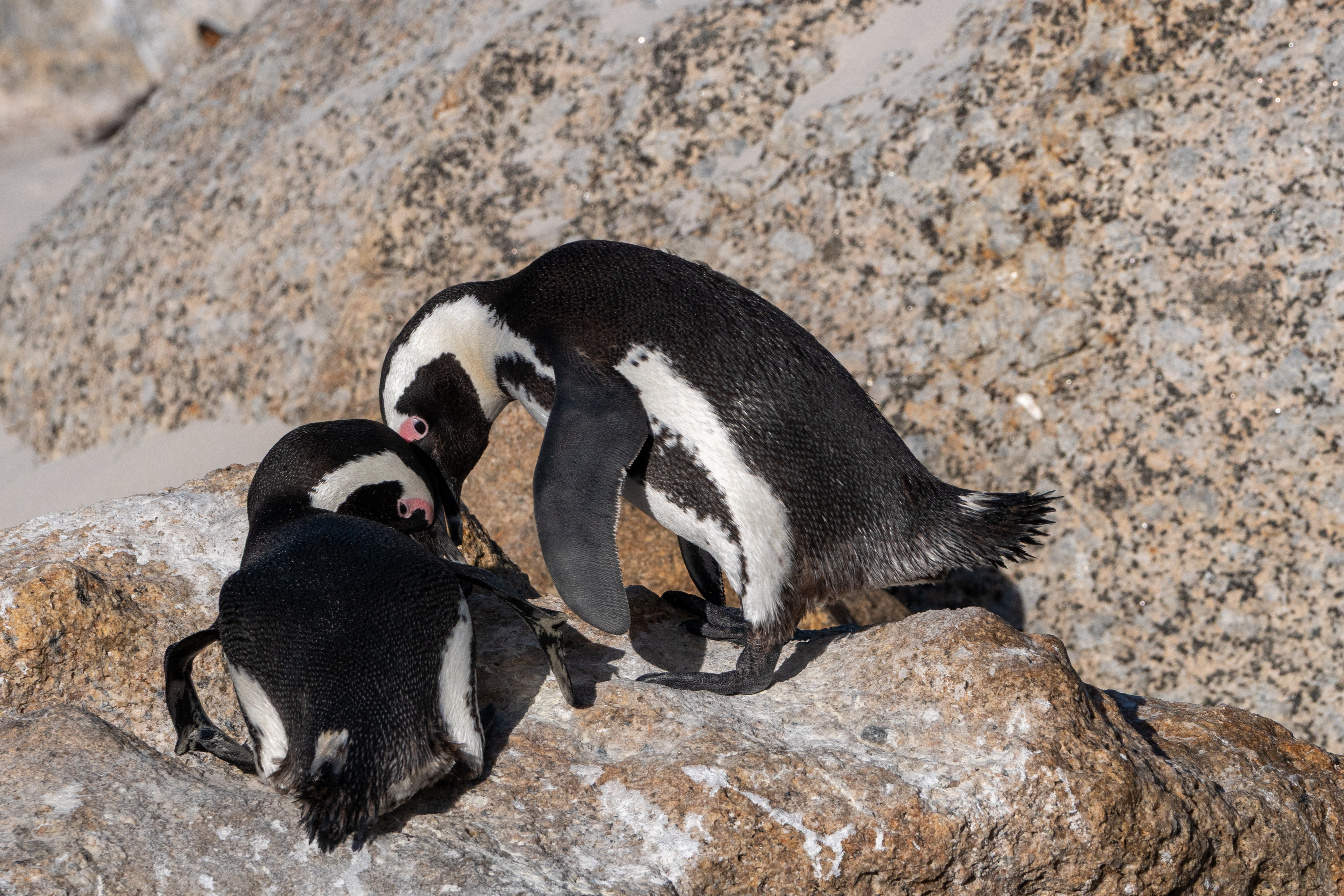 Brillenpinguine