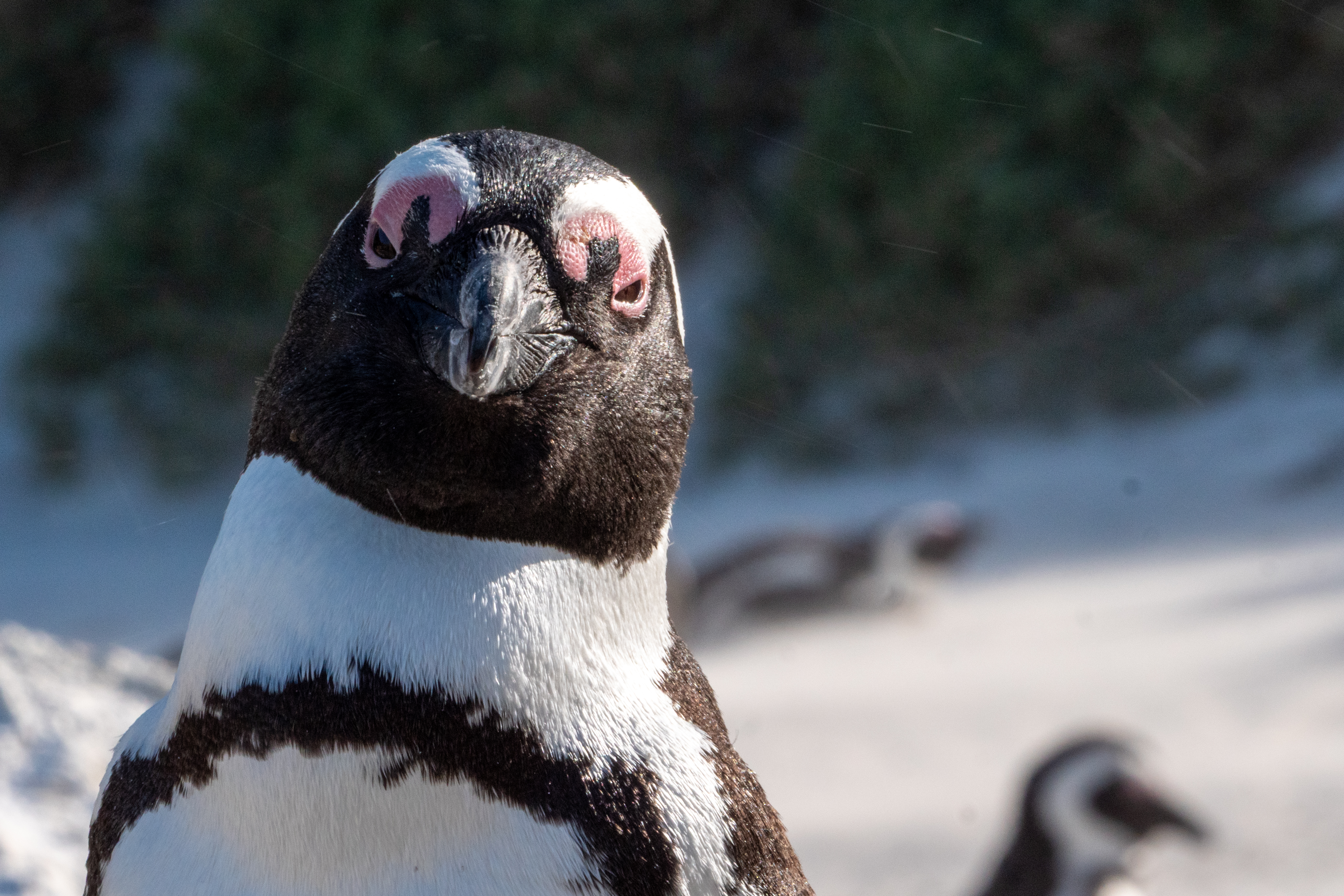 Brillenpinguin