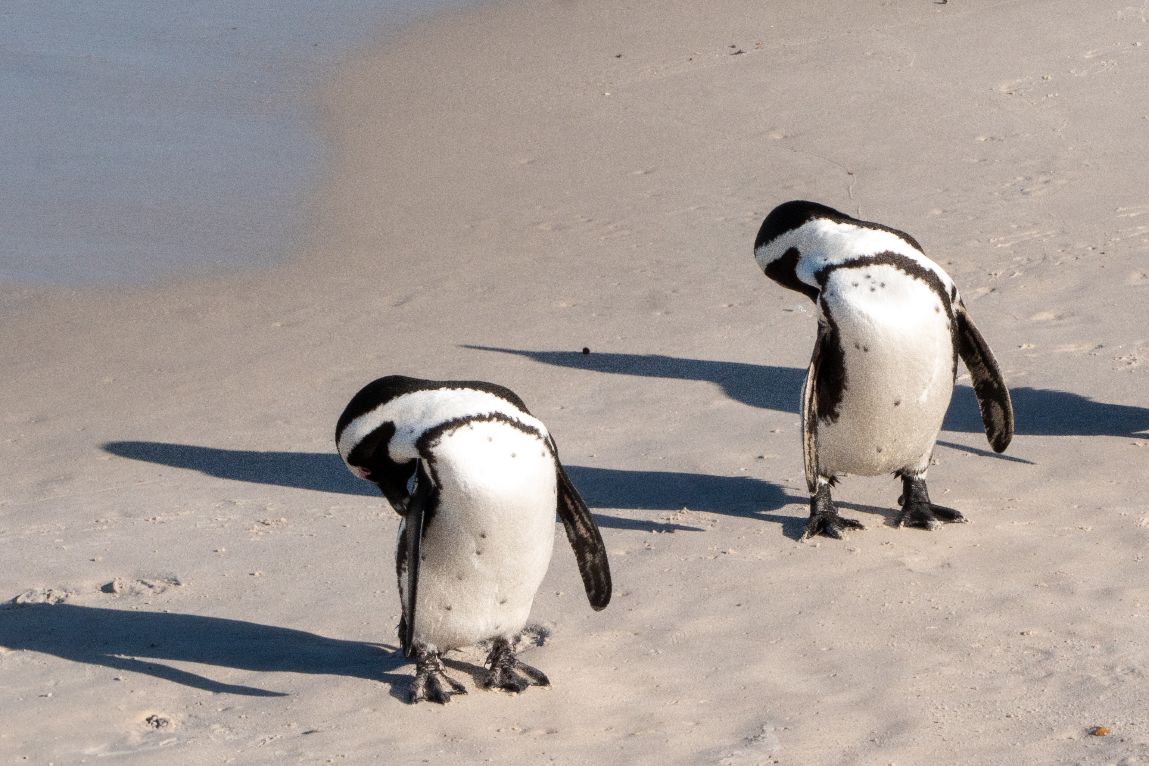 Brillenpinguine