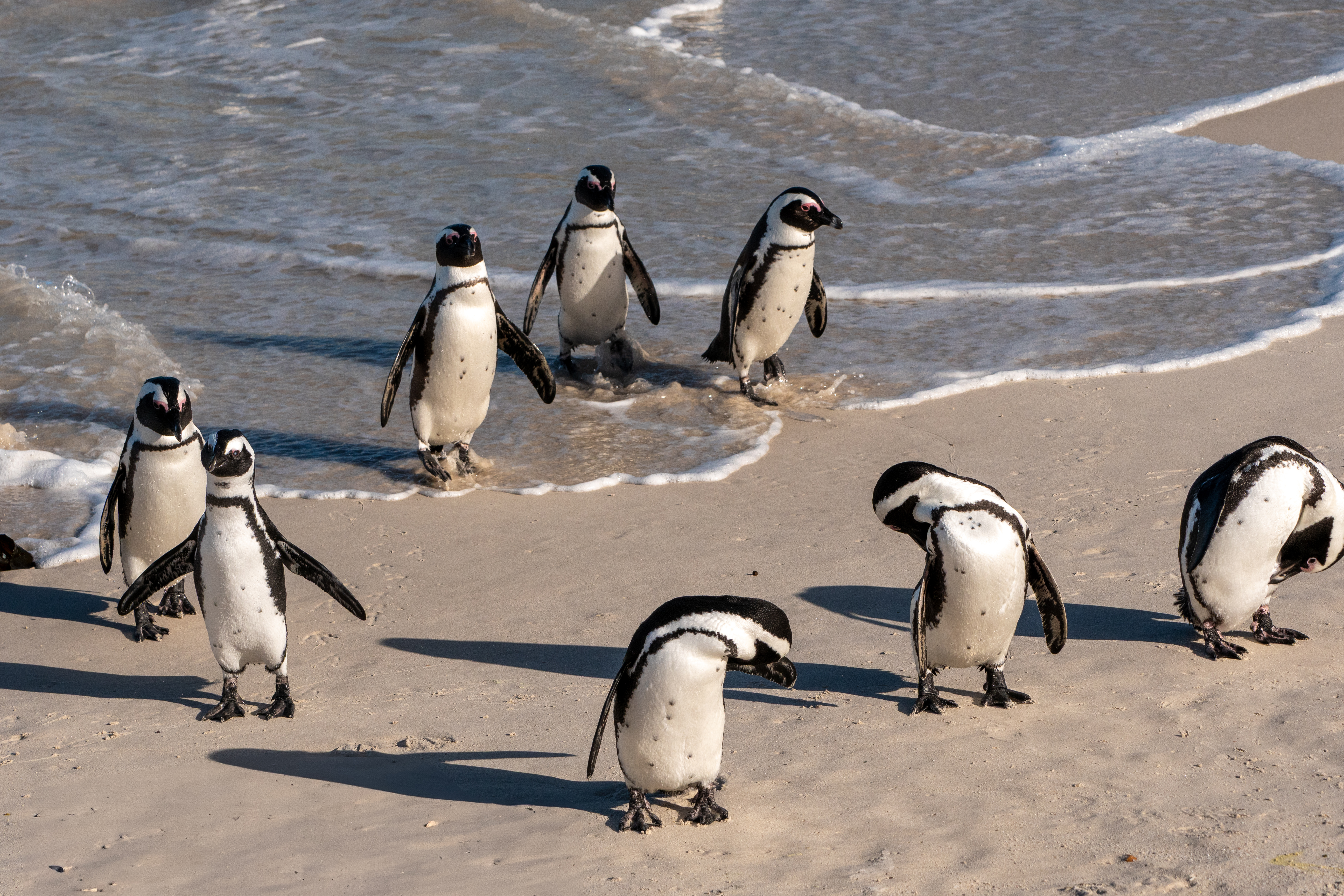 Brillenpinguine