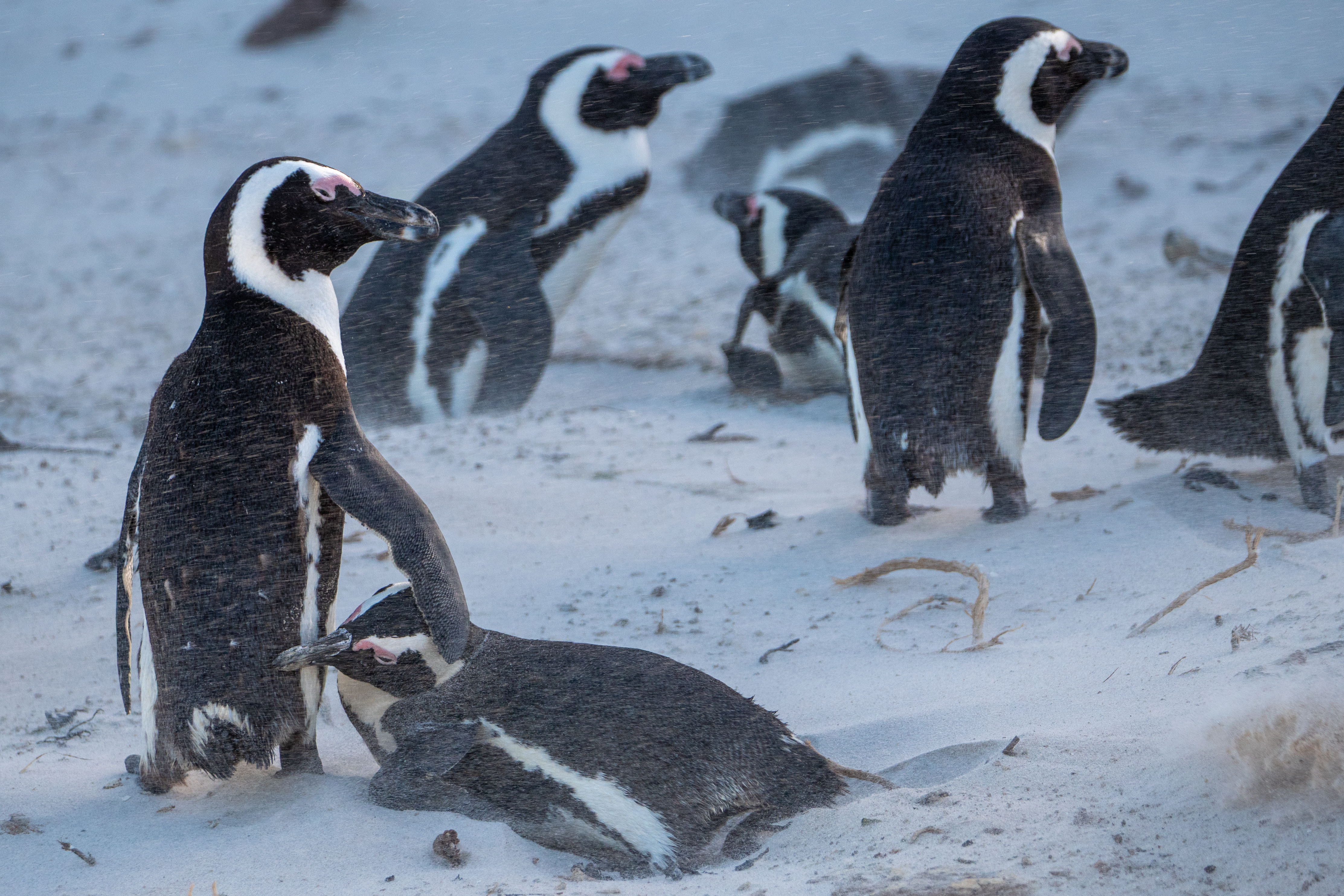 Brillenpinguine